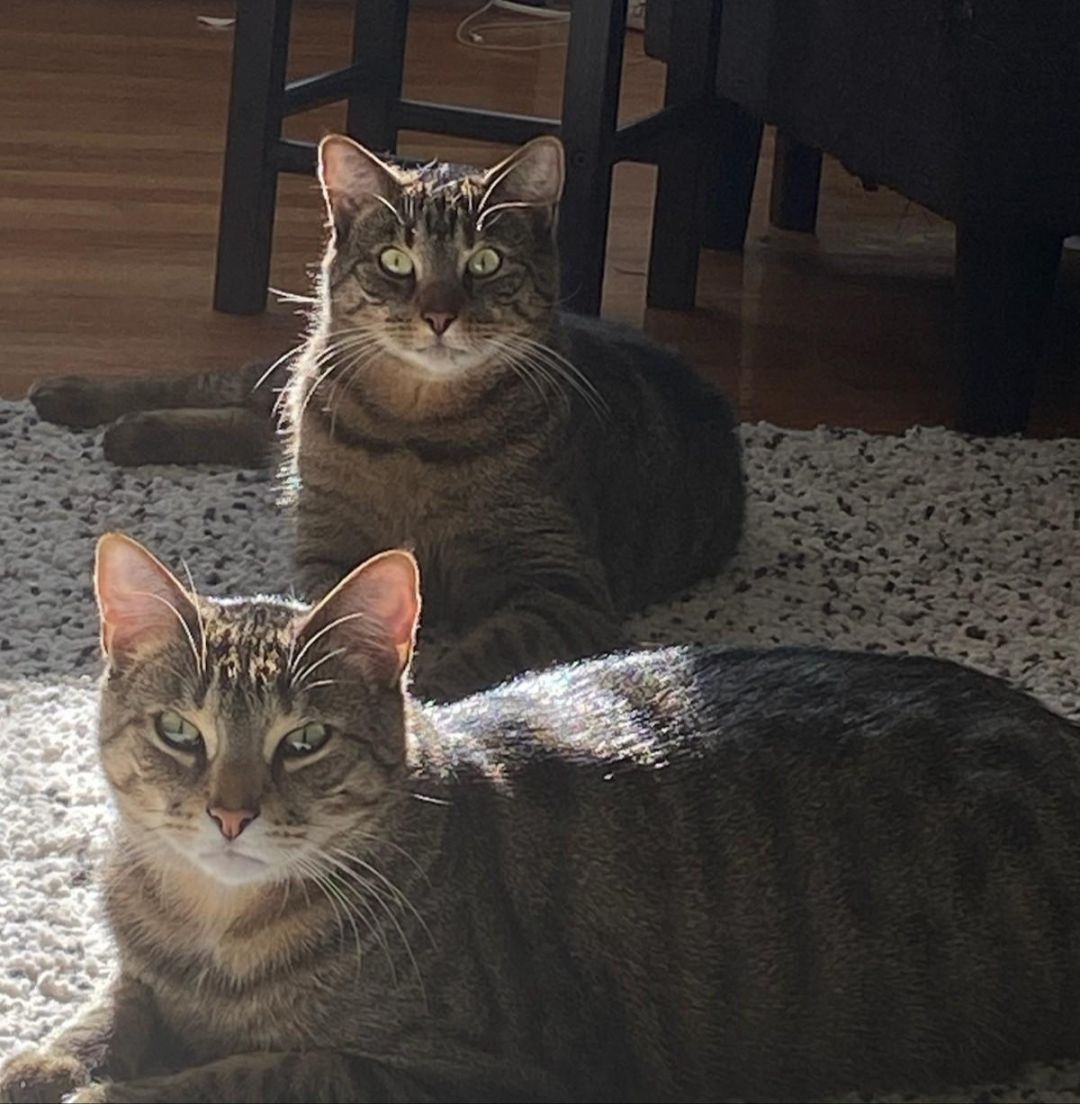 Are you planning a vacation? These adoptable pets make great travel