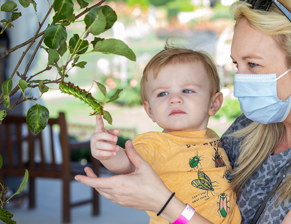 Bug O’Rama at Hershey Gardens - pennlive.com