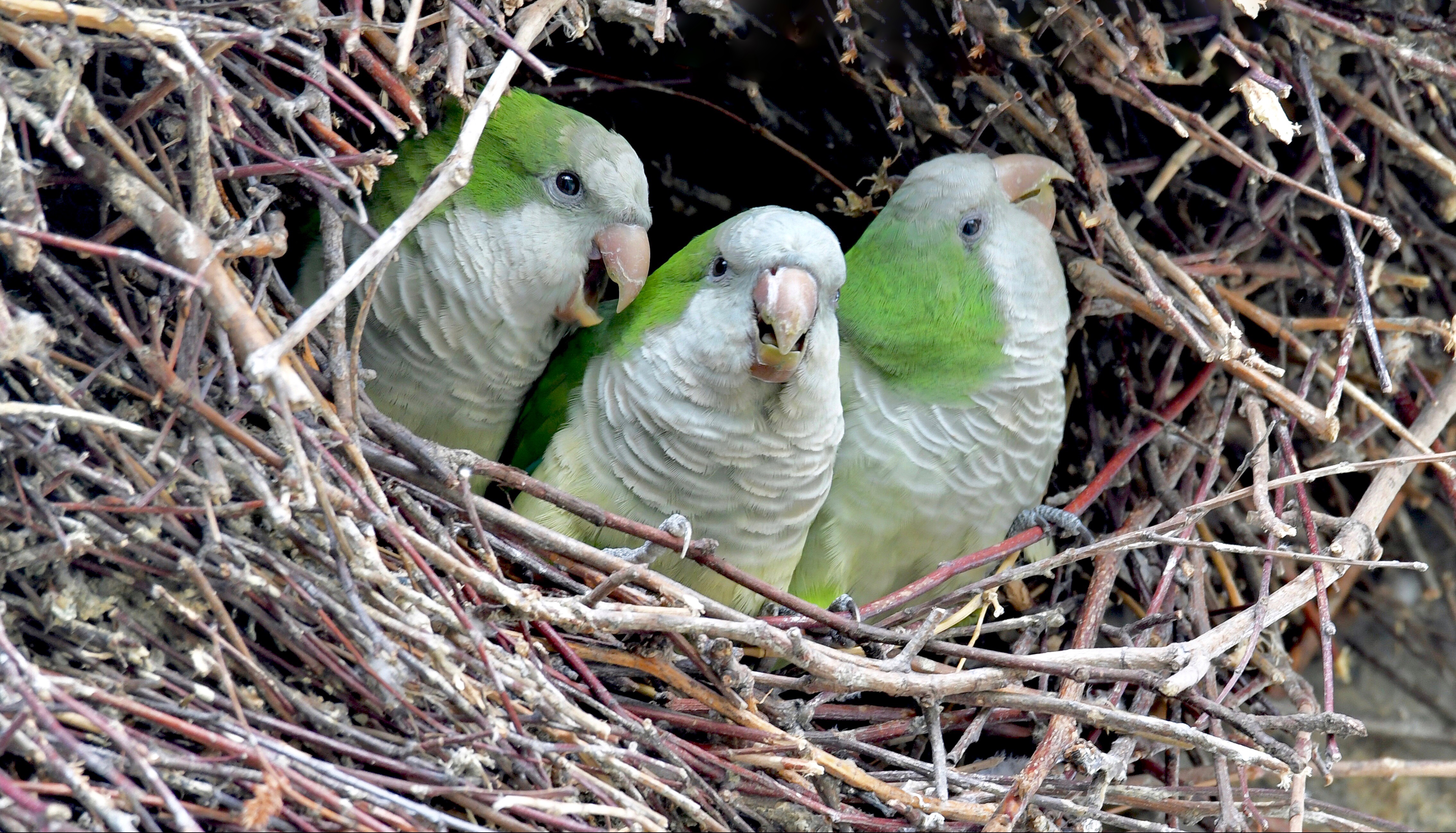 Wild parrots escaped into this N.J. town more than 30 years ago and they  never left - nj.com