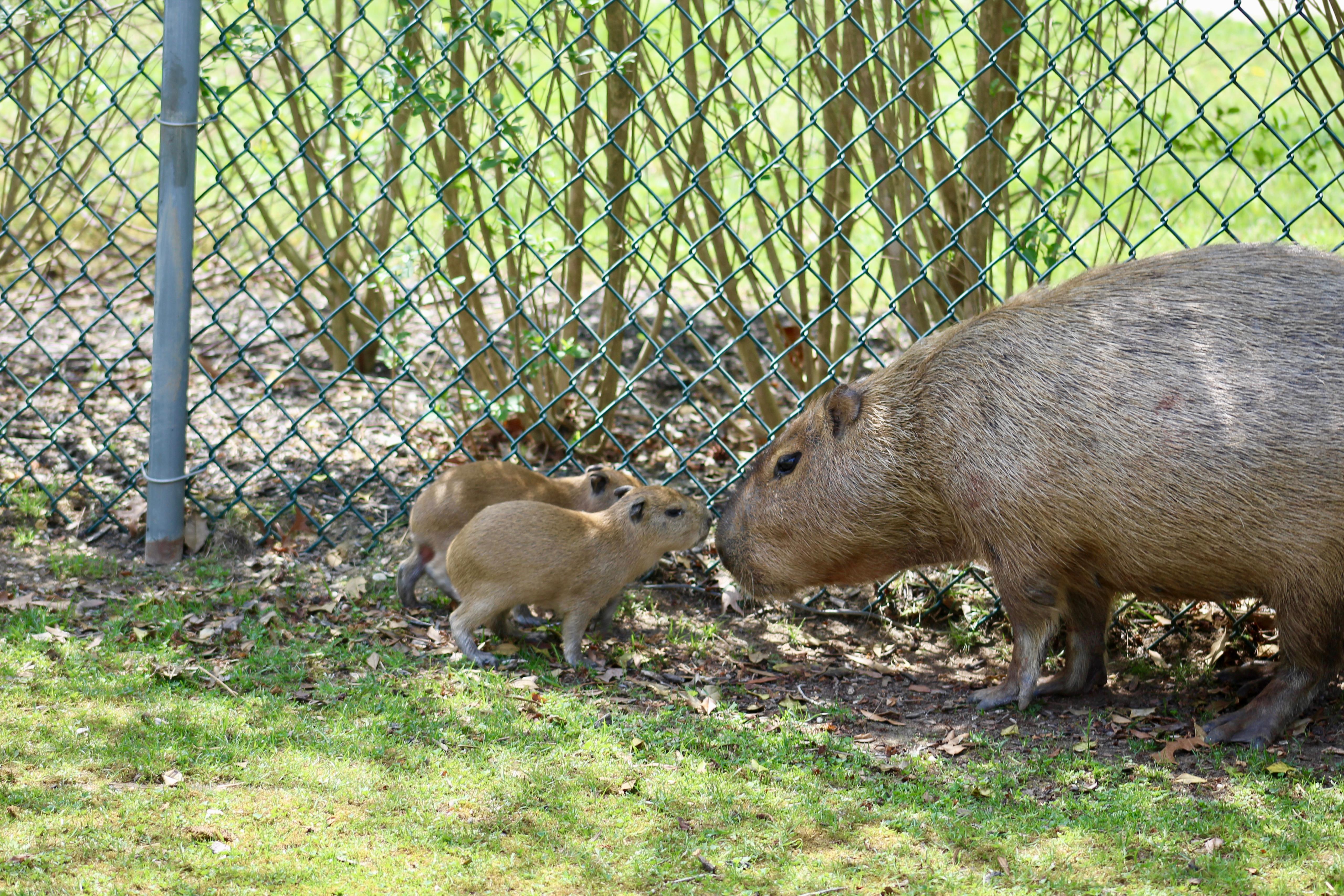 capybara3_4family_3yuさん12-13-2 capybara3_4family_3yuさん2-12-10 【公式通販】