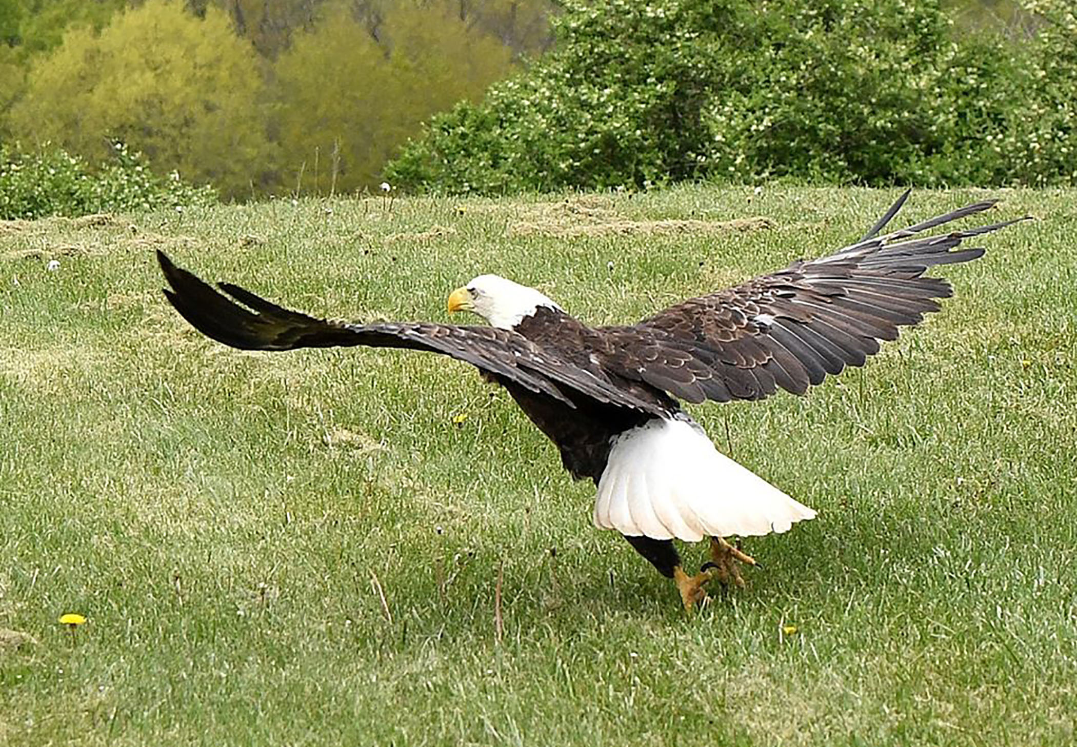 AZ Game & Fish tracking bald eagles around the state