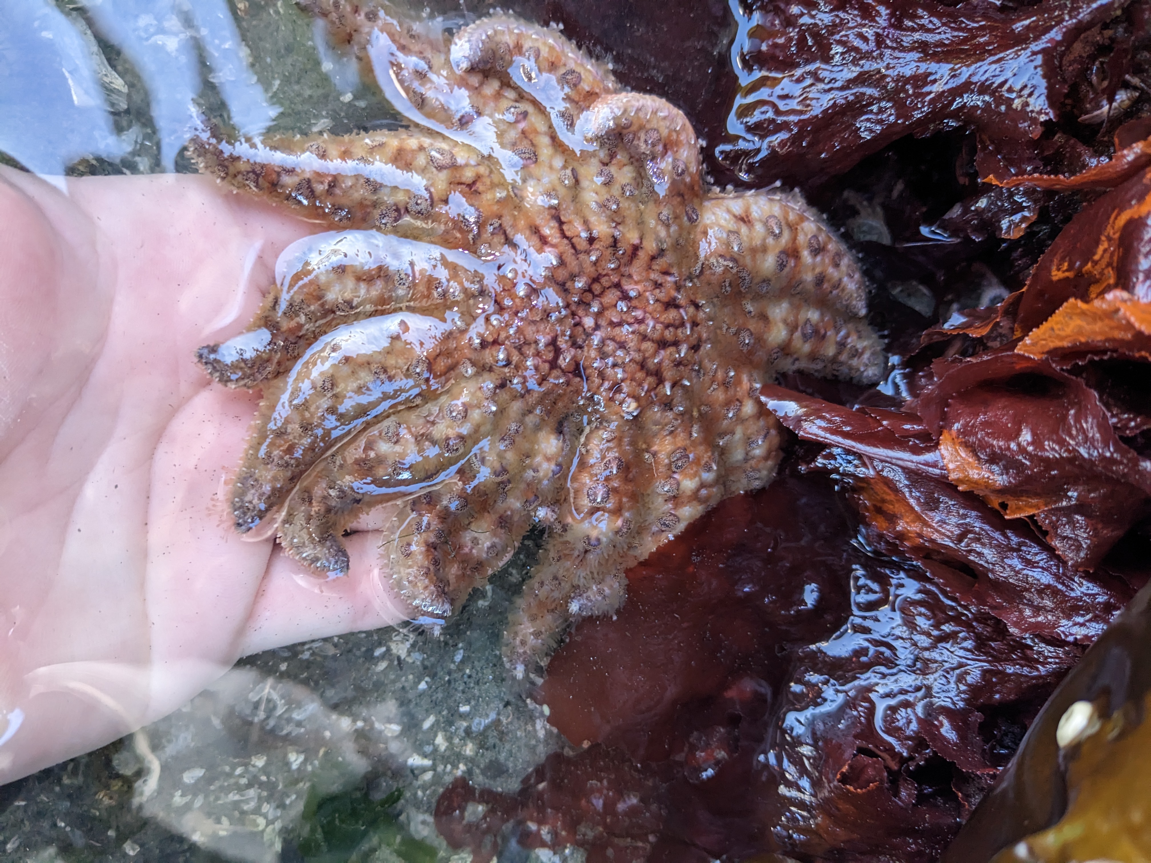 Sunflower Sea Star, Online Learning Center