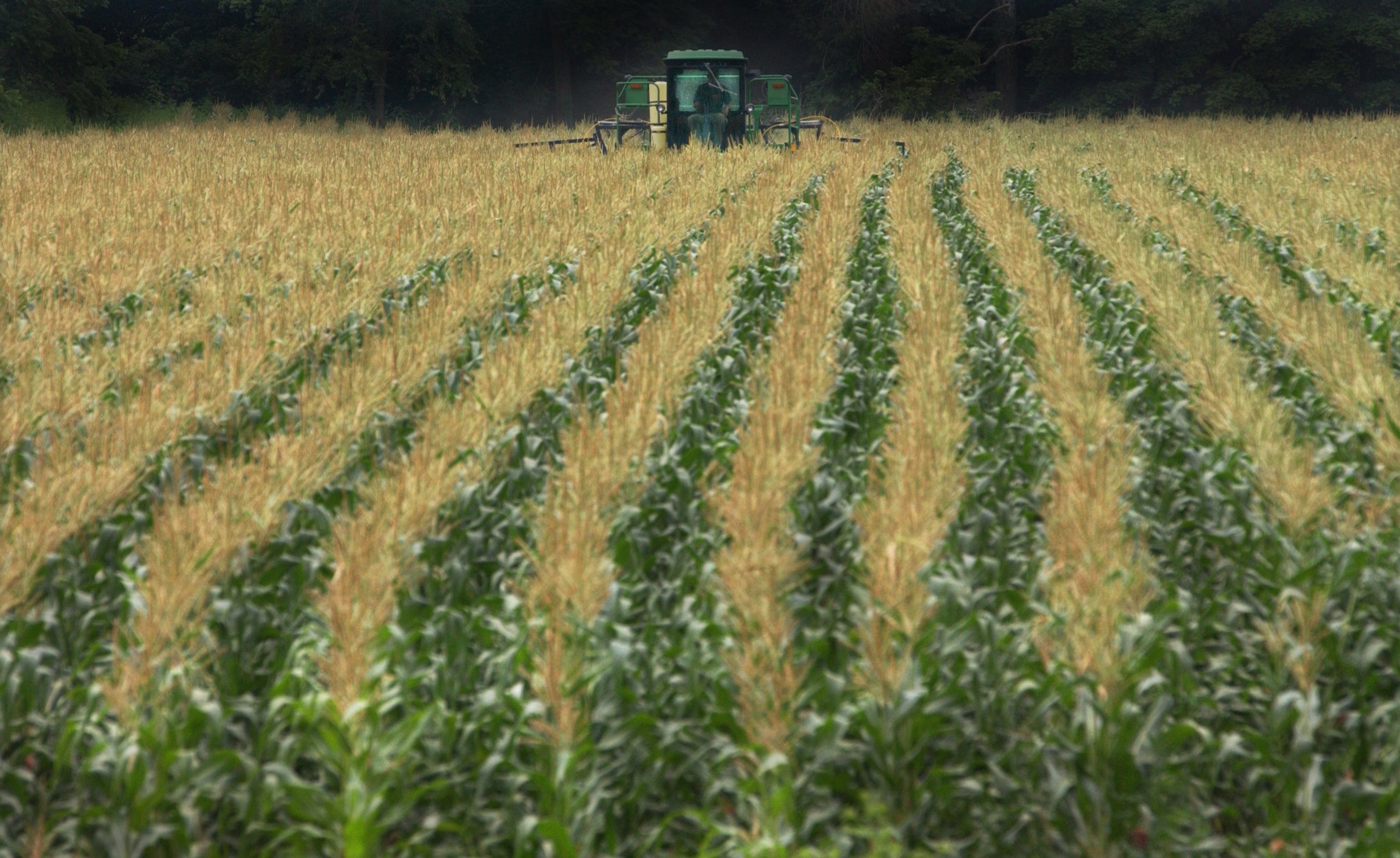 Corn field.