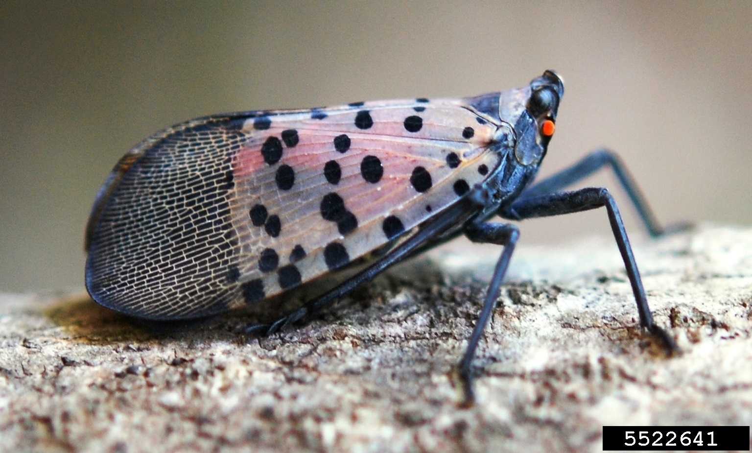 Invasive beetle reported around central Indiana