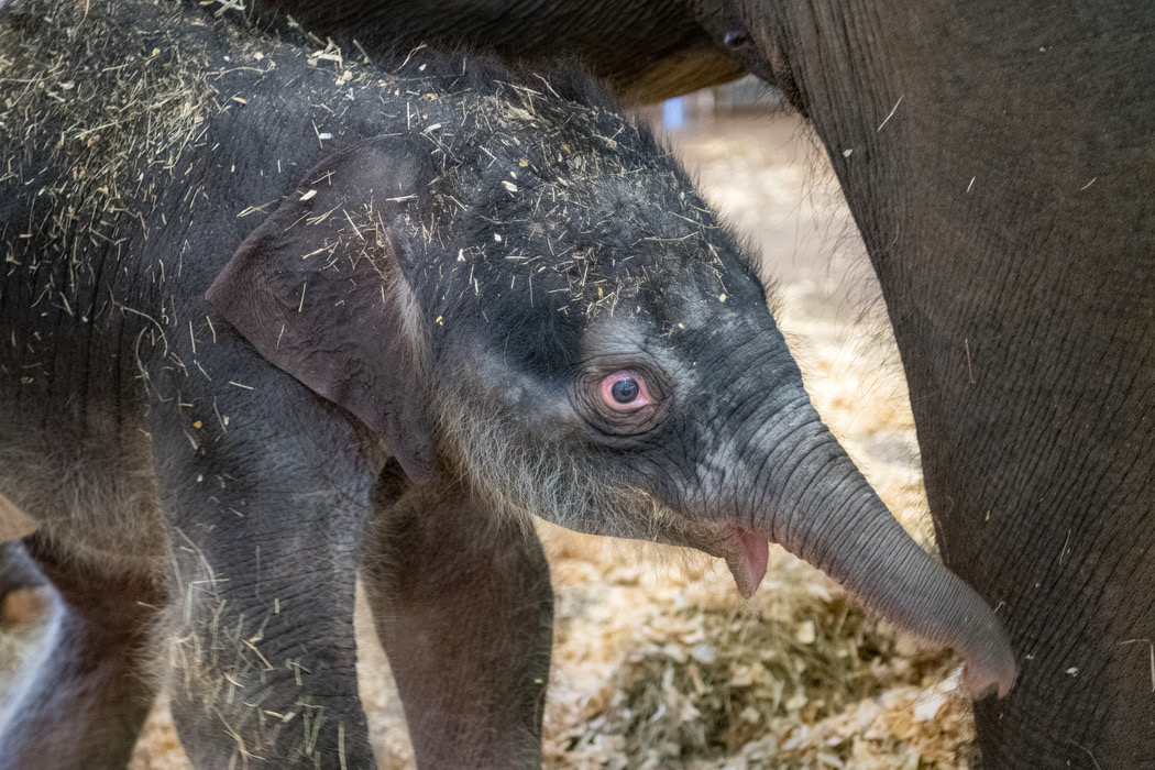 Houston Zoo newborn elephant