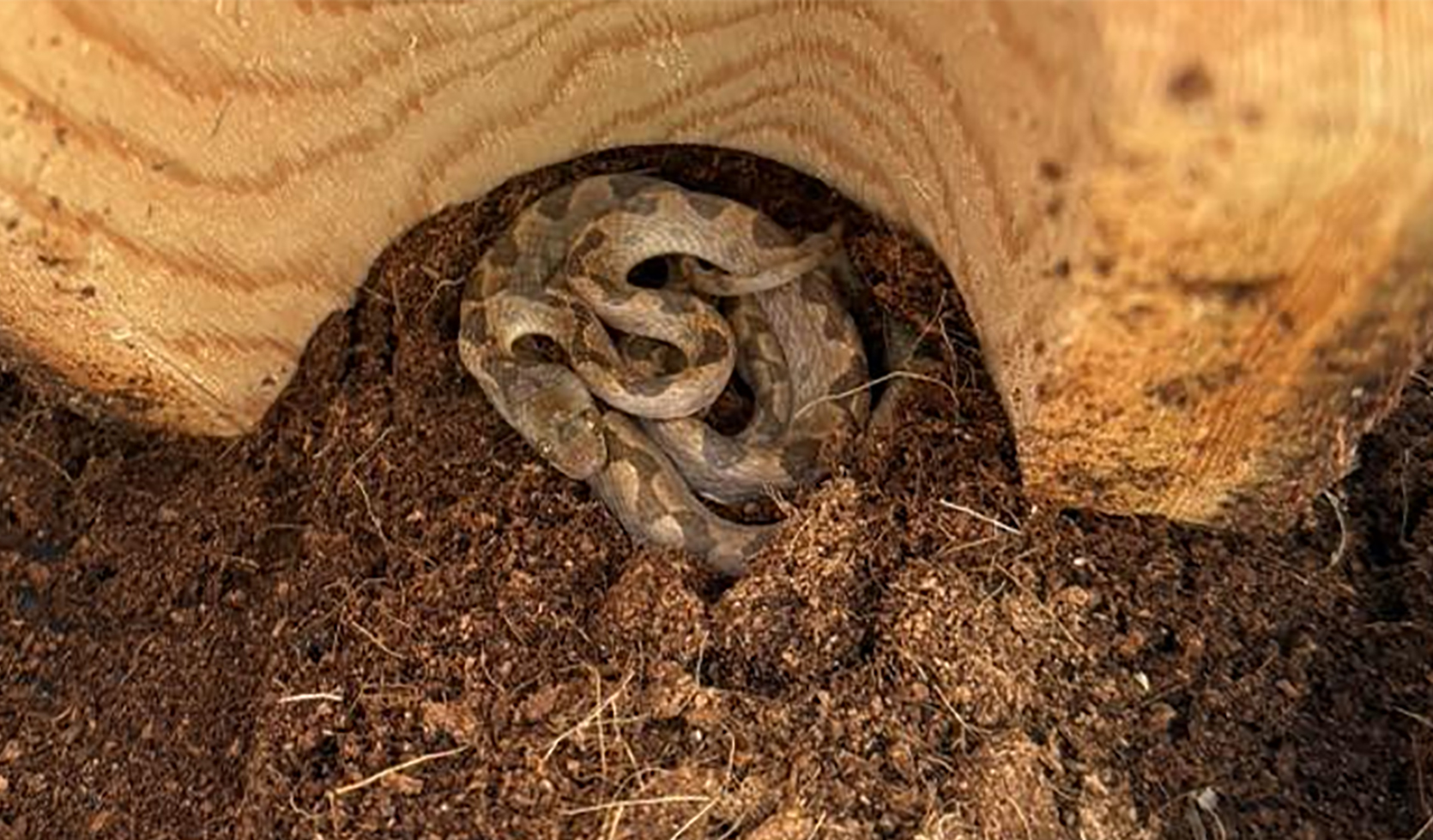 Venomous snake found at NH grocery store in banana shipment