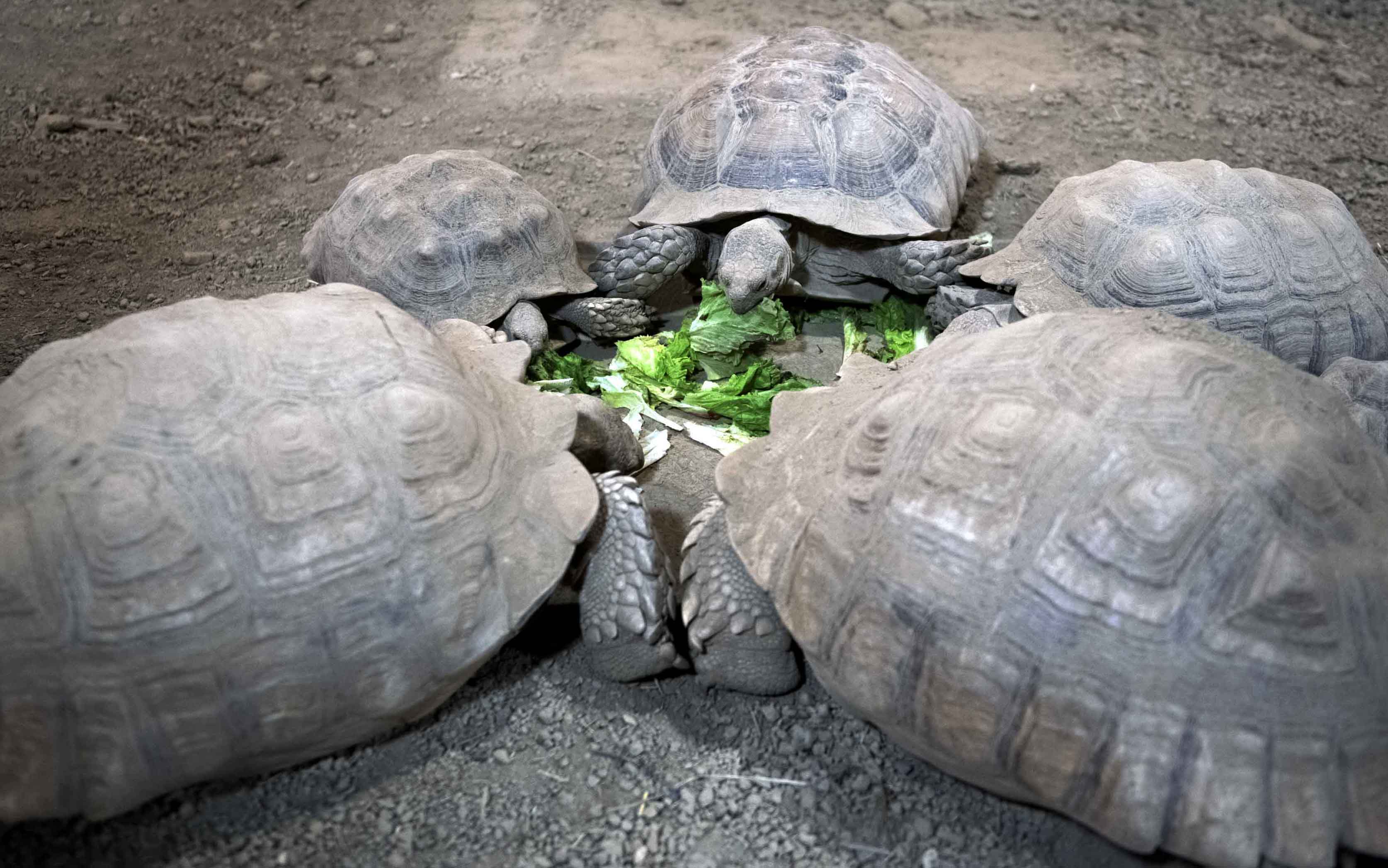 Tortoises