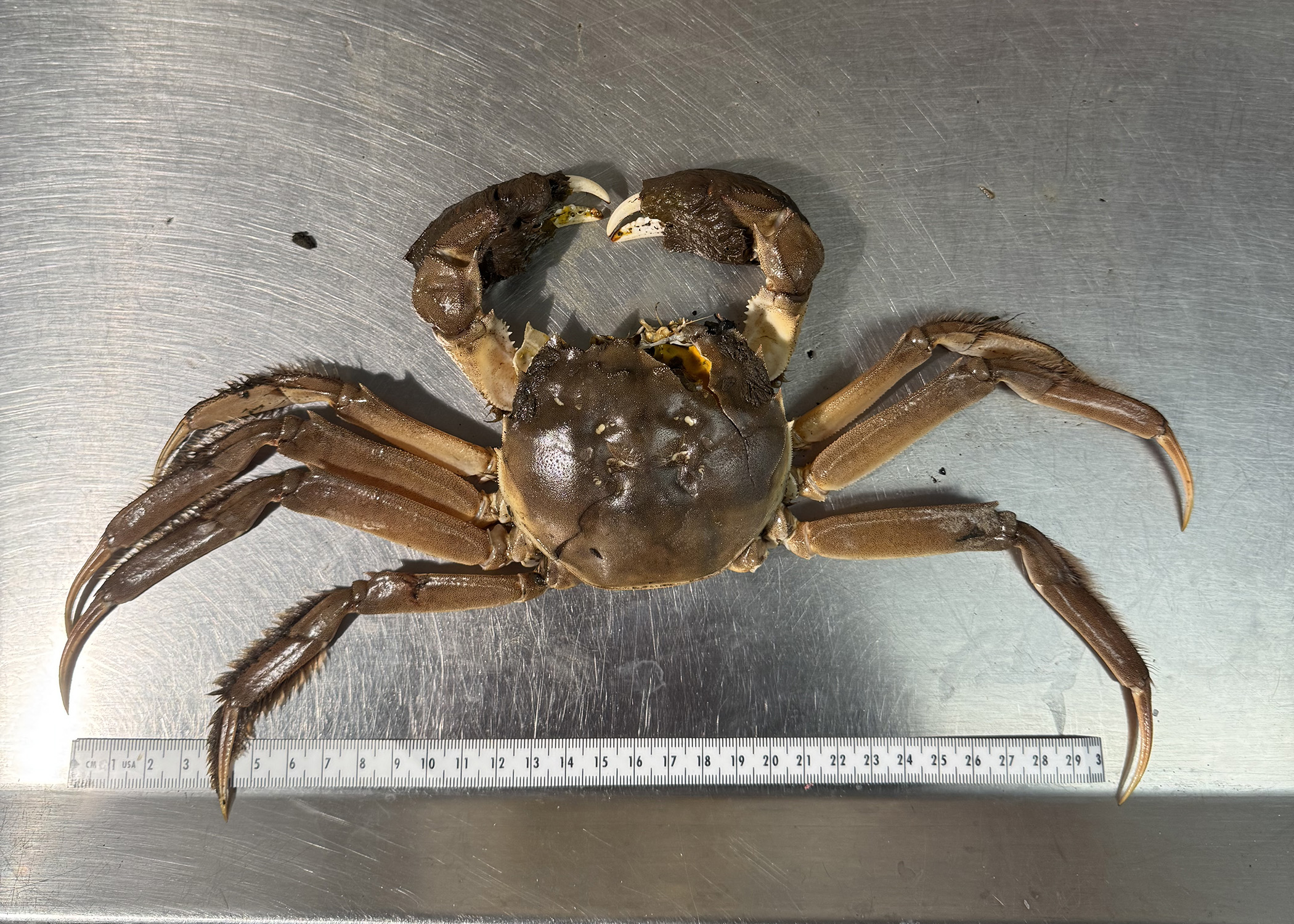 A Chinese mitten crab was caught in the Columbia River. Here's how