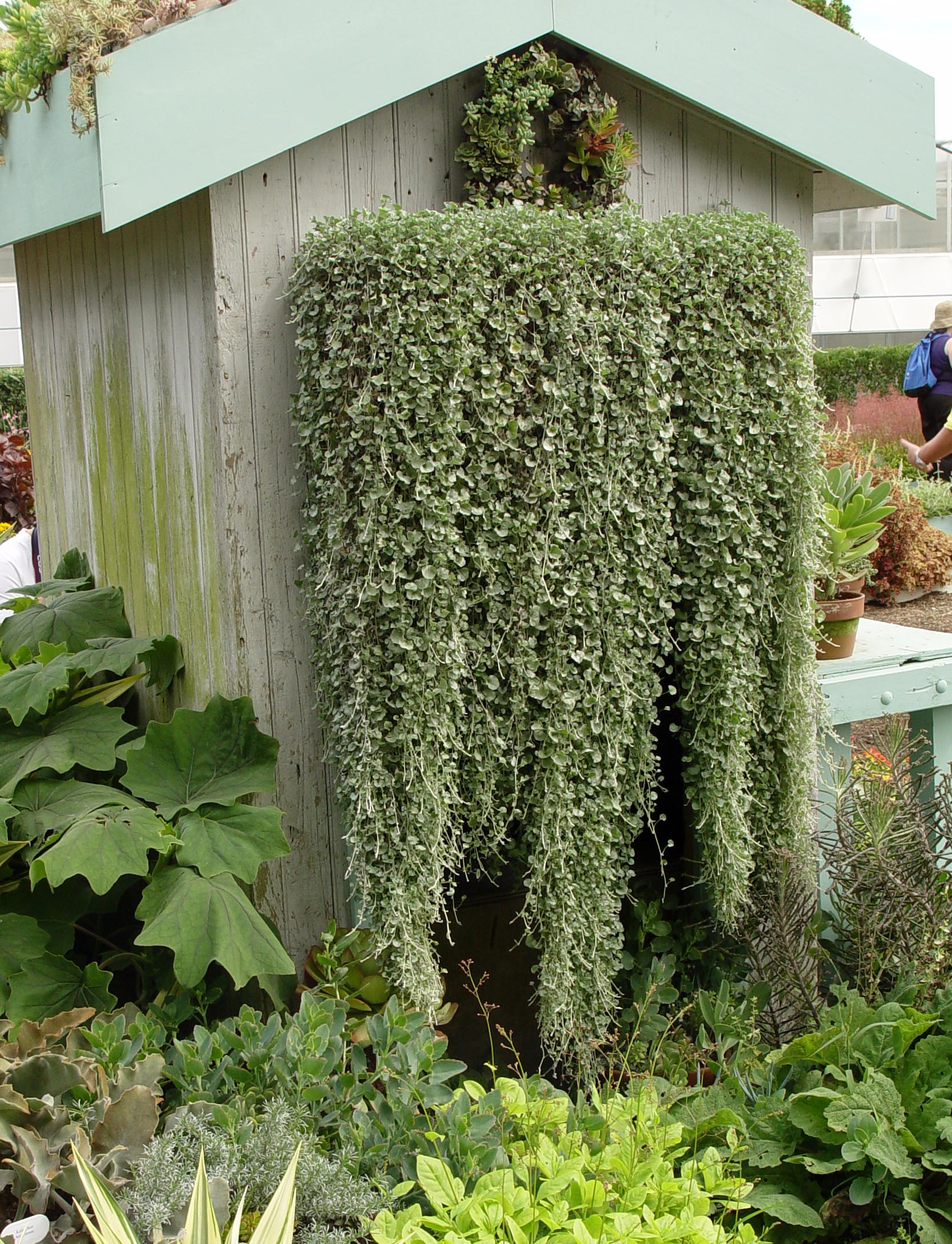 This plant looks like it's dripping silver: George's Plant Pick of the Week  - pennlive.com