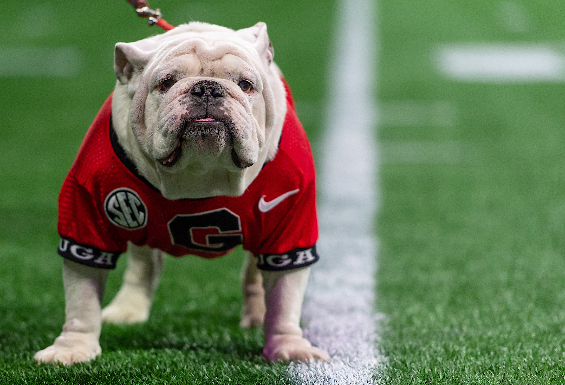 PETA calls out Georgia for 'outdated' use of live bulldog mascot UGA