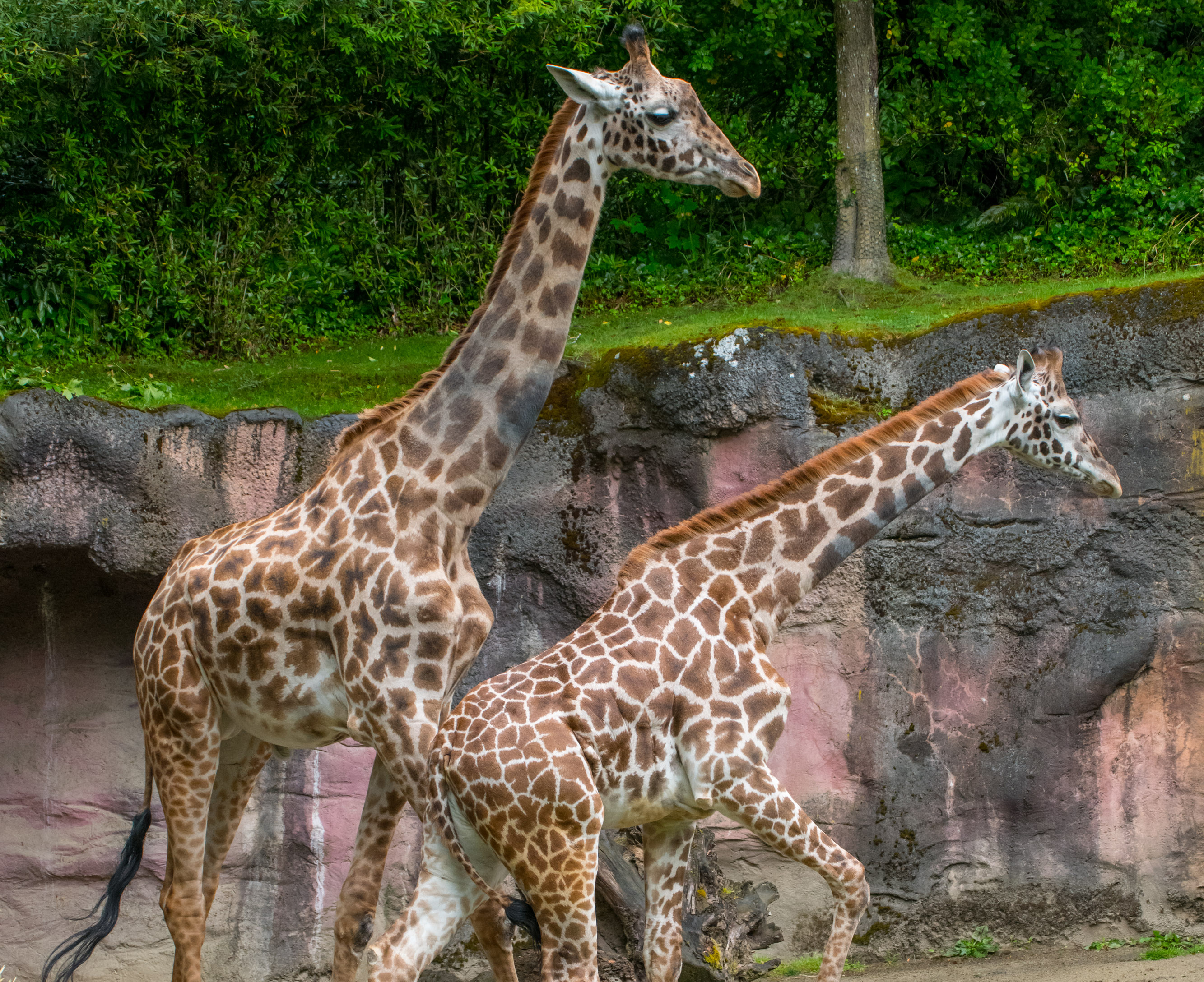 Oregon Zoo welcomes new 2-year-old giraffe, Kiden - oregonlive.com