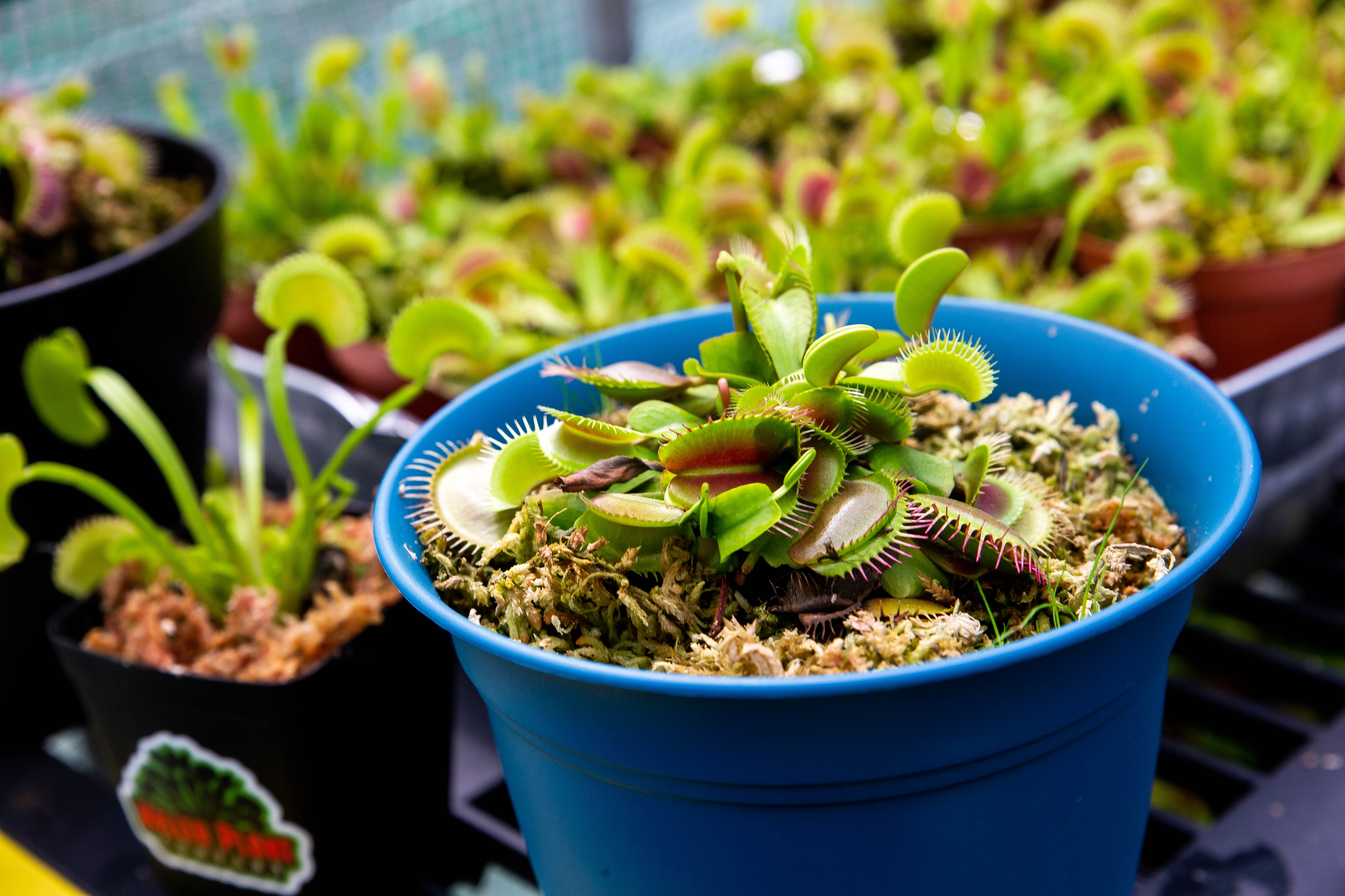 Indoor Venus Fly Traps - A Commercial Cannabis Grower's Take :  r/SavageGarden