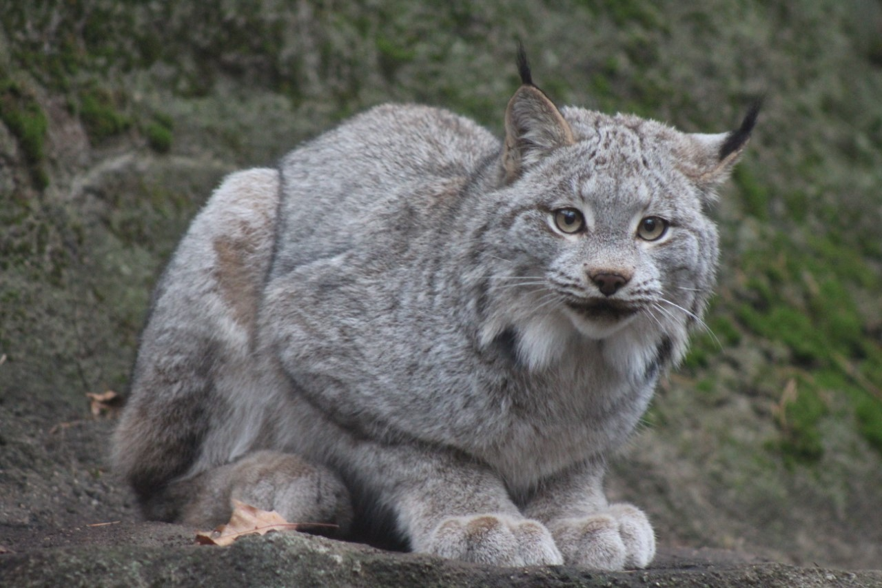 John Ball Zoo Canadian lynx dies after 'hard-fought battle' with
