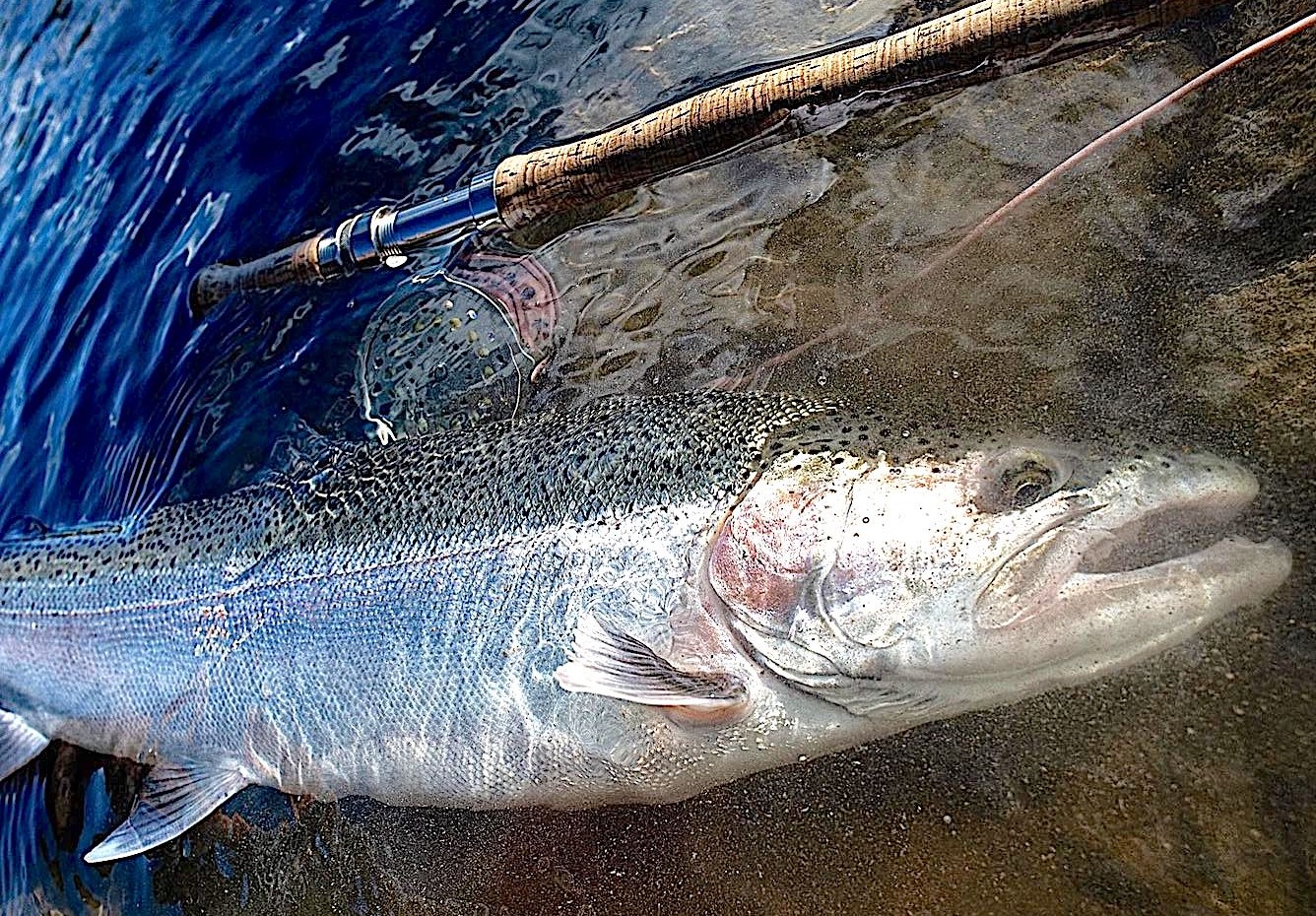 Walleye bite is on, weather favors trout runs: NE Ohio fishing