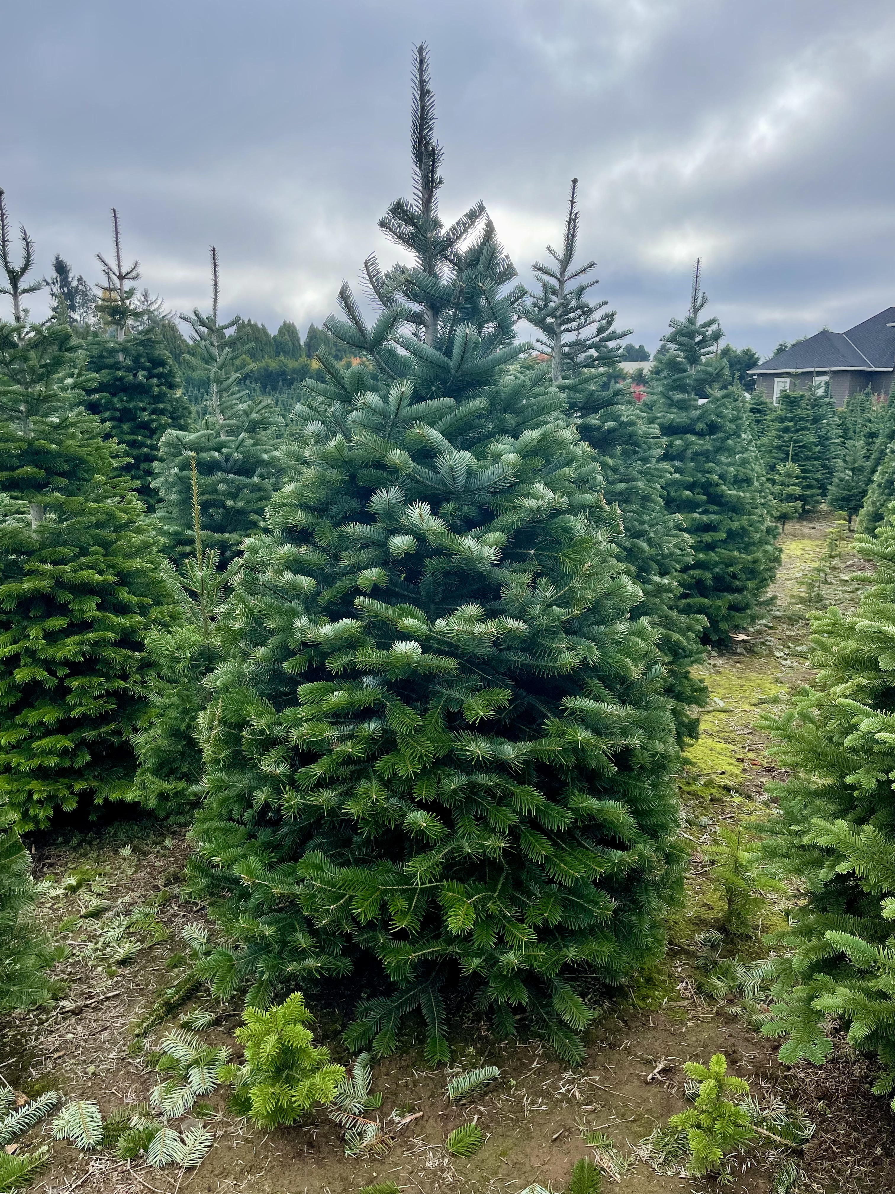 Real Oregon Christmas trees - oregonlive.com