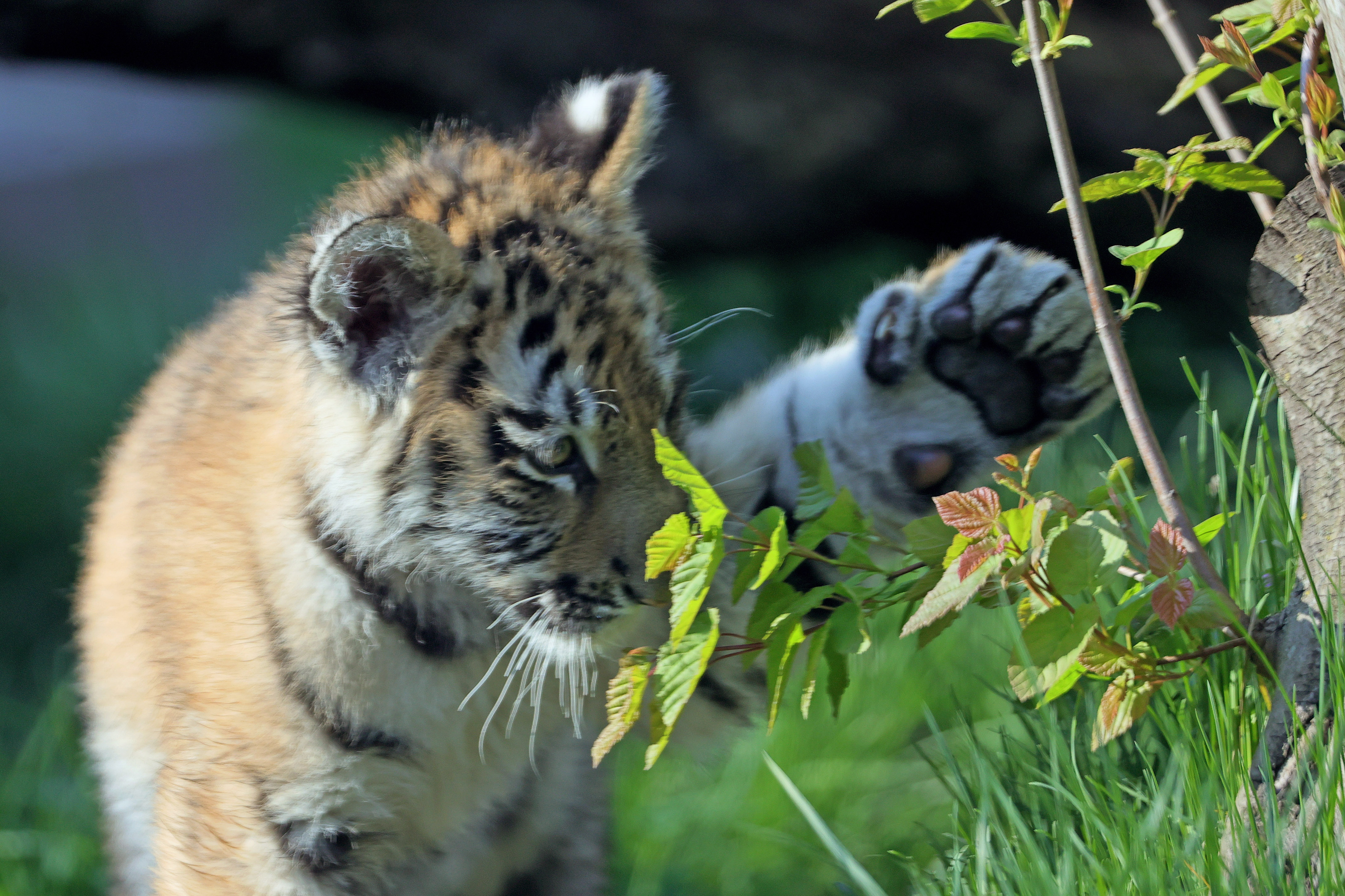 Topeka Zoo welcomes baby tiger cubs overnight