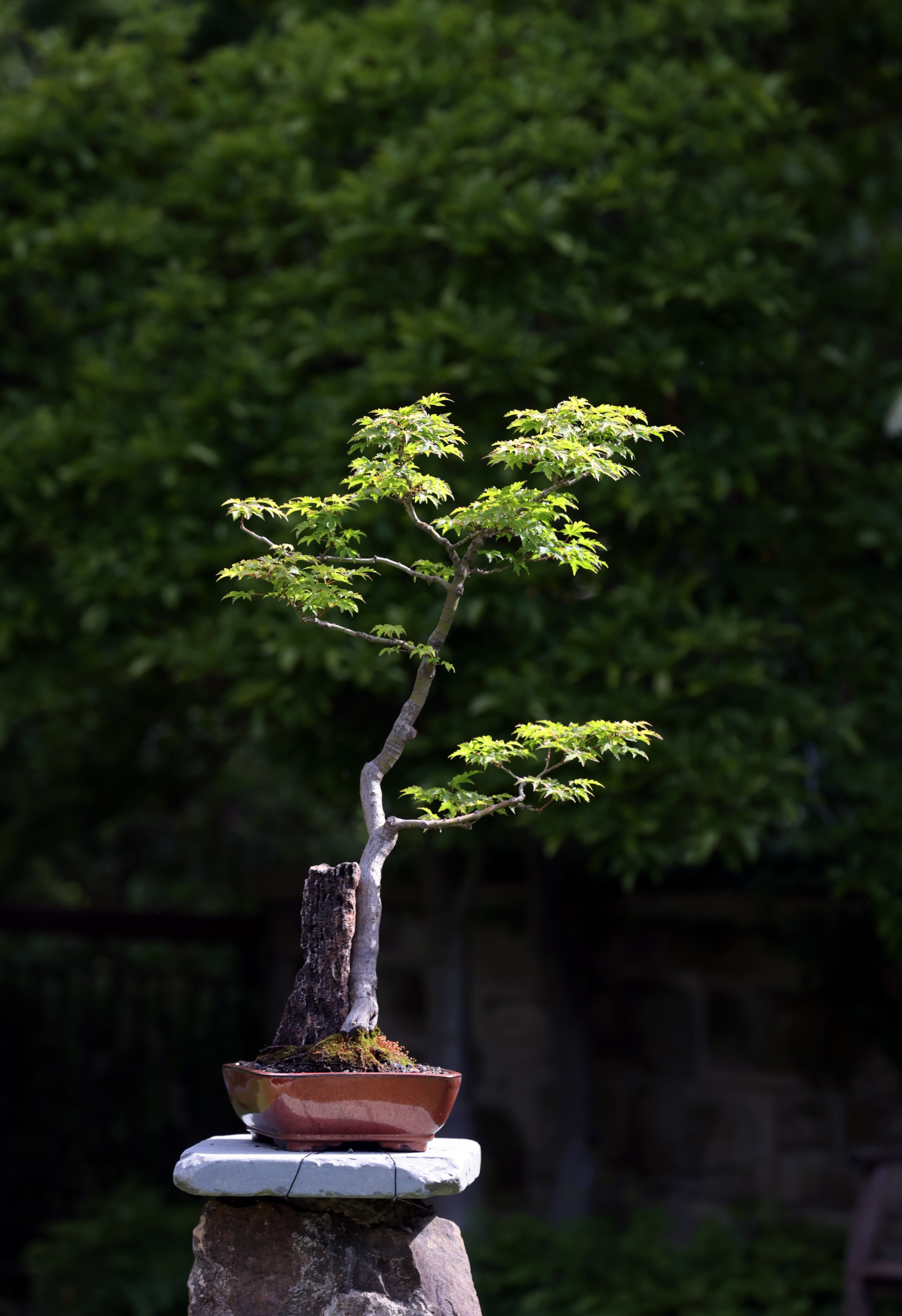 ficus feigenbaum bonsai Chinesische Feige 'Ficus Ginseng Bonsai'