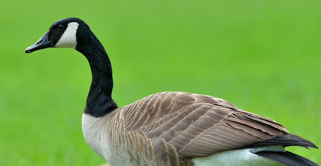 Canada goose hunting shop season new york