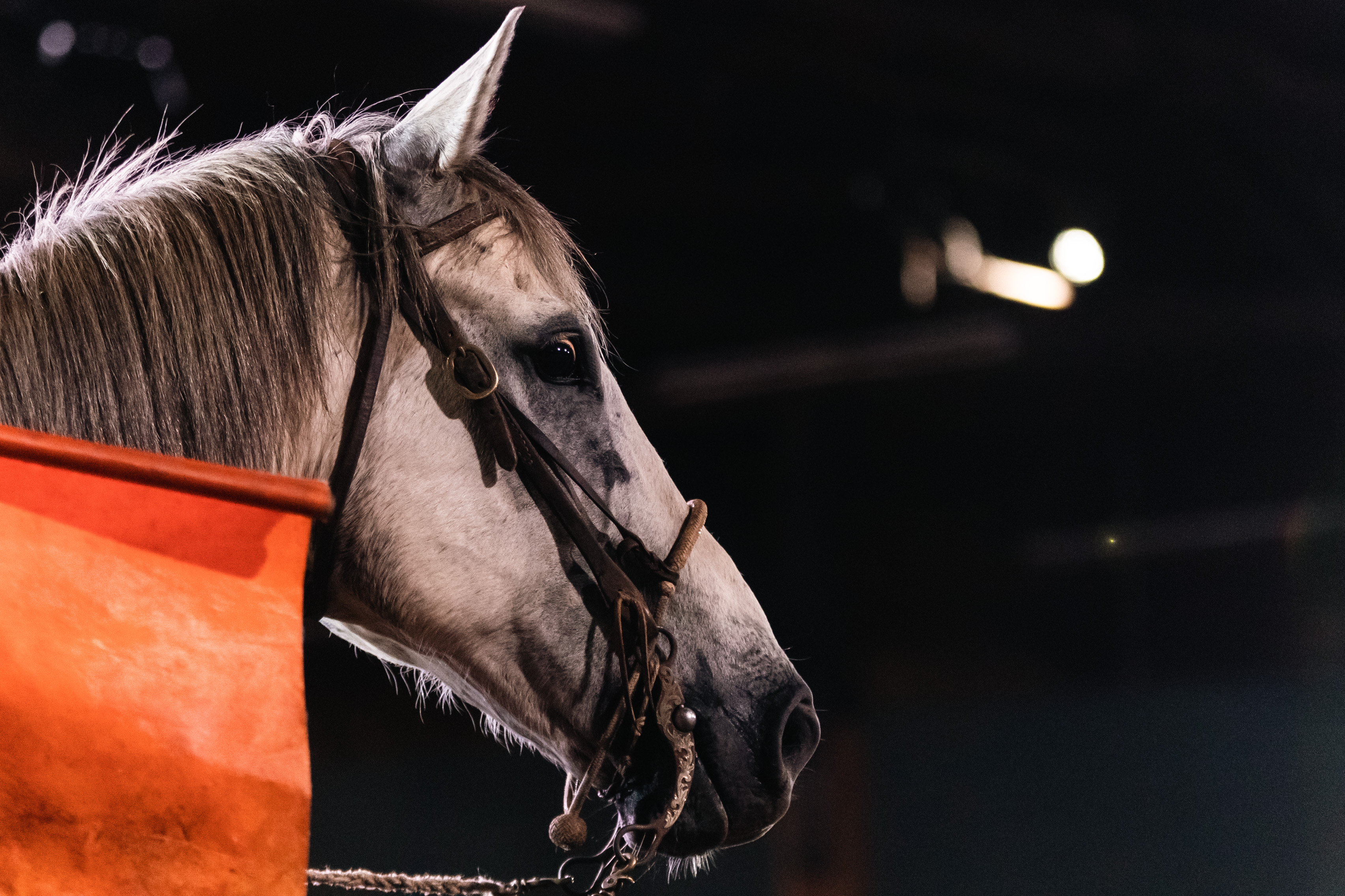 Rodeo at Portland Expo Center