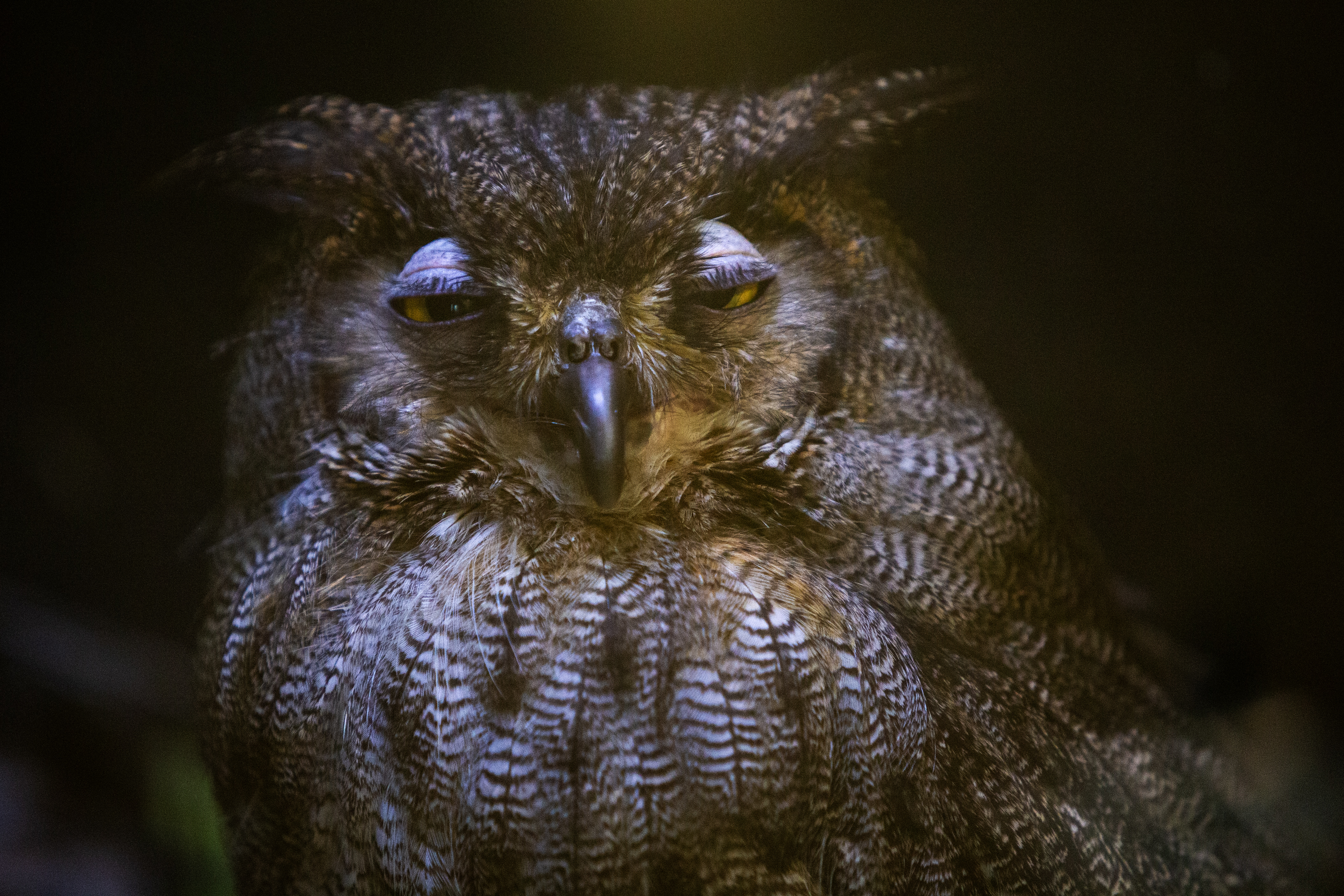 Blandford Nature Center owls - mlive.com