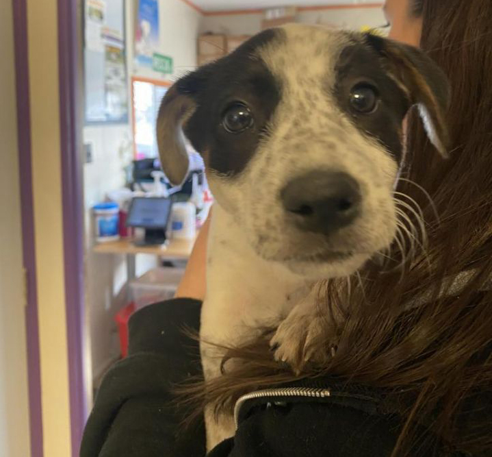 N.J. pets in need April 4, 2022