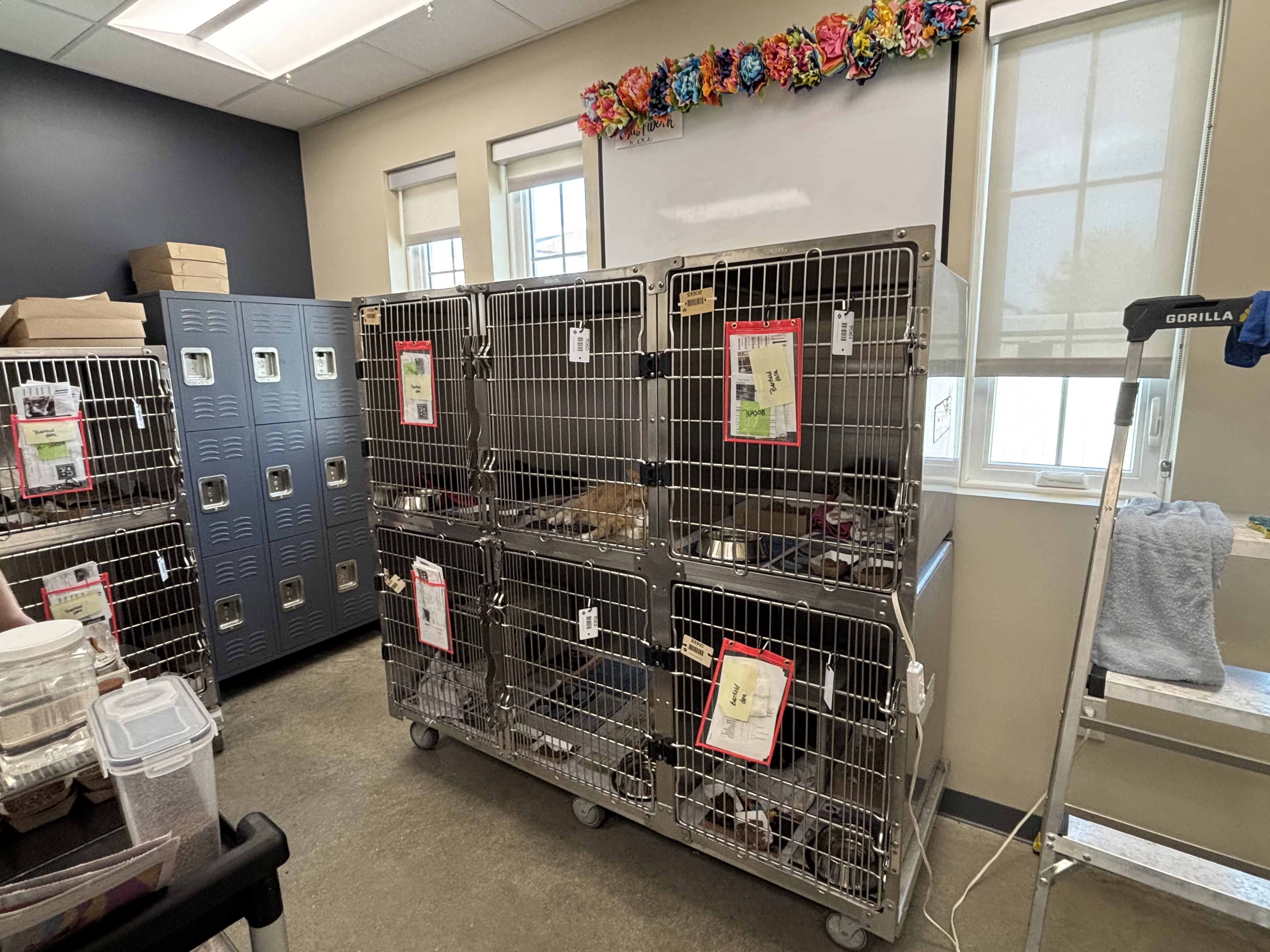 Shelter pets being relocated to Massachusetts from flood-ravaged Texas ...
