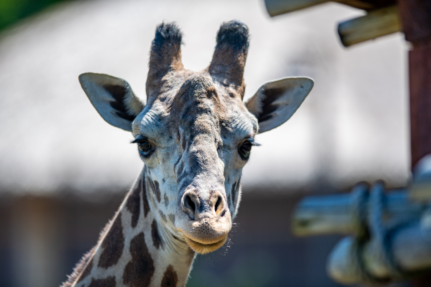 Giraffe at the Turtle Back Zoo – New Jersey is the Best