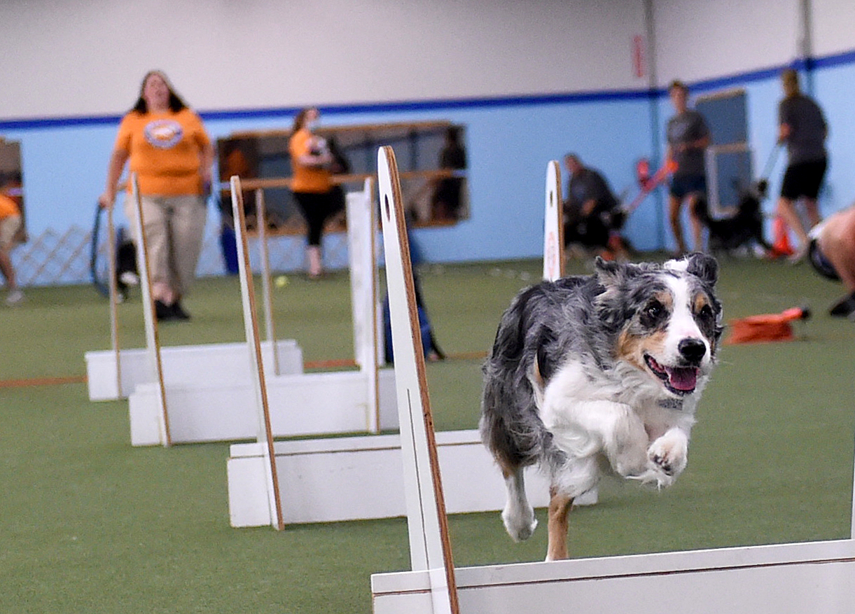 is there prize money in dog agility