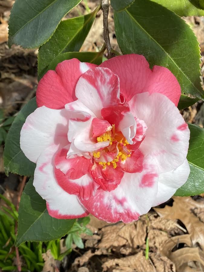 This camellia has bright white and pink petals.