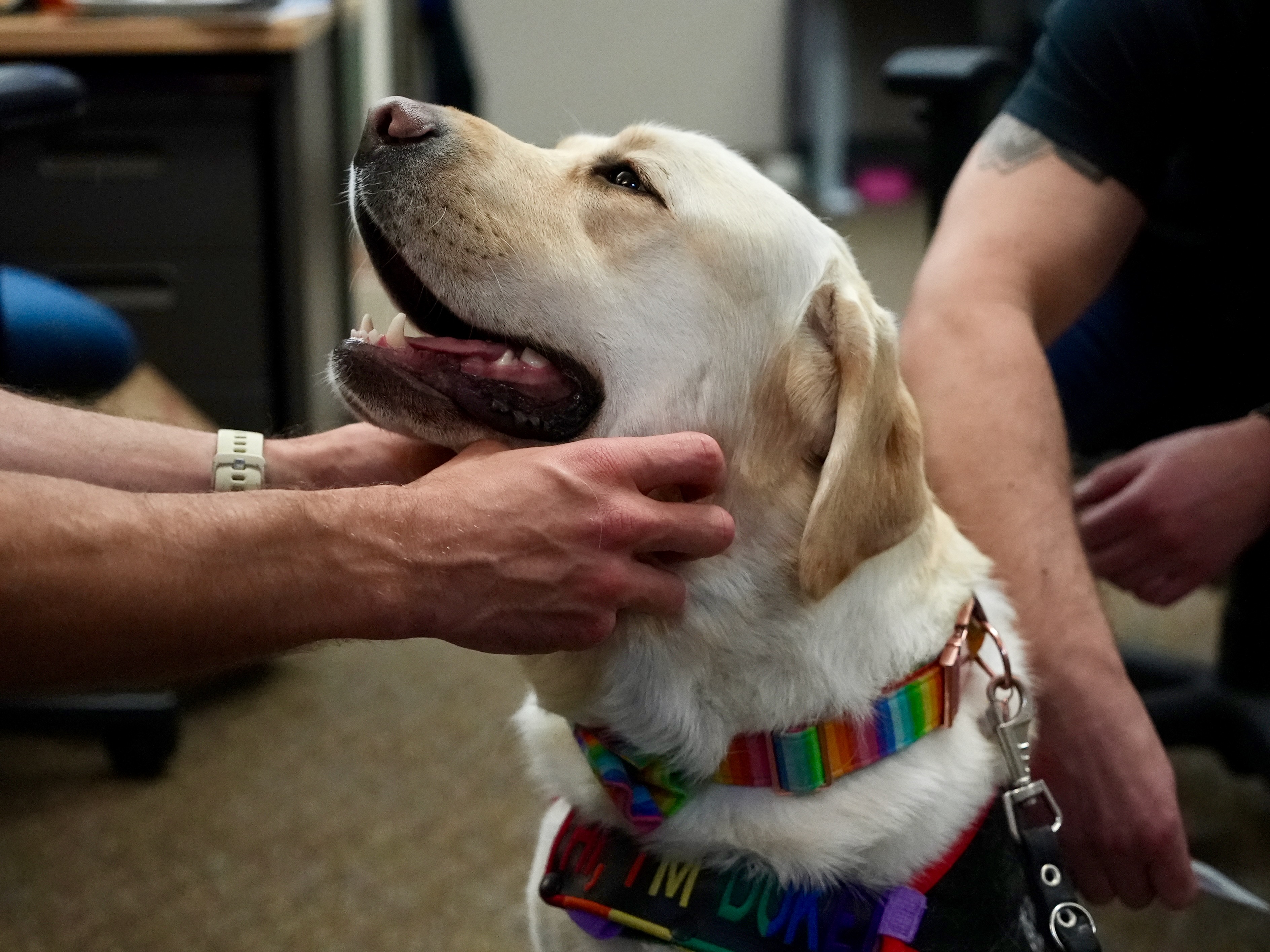 Puppy Bringing Smiles to New York Mets During Service Dog Training