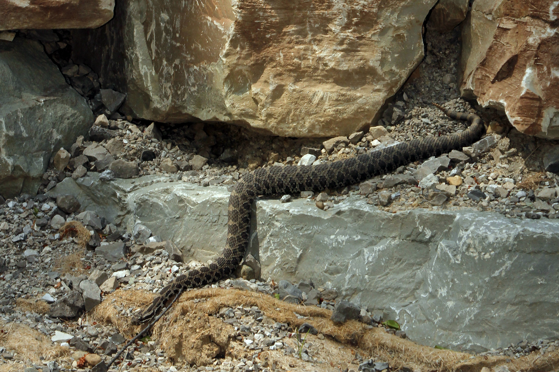 Death of snake at University of Michigan gardens has staff urging
