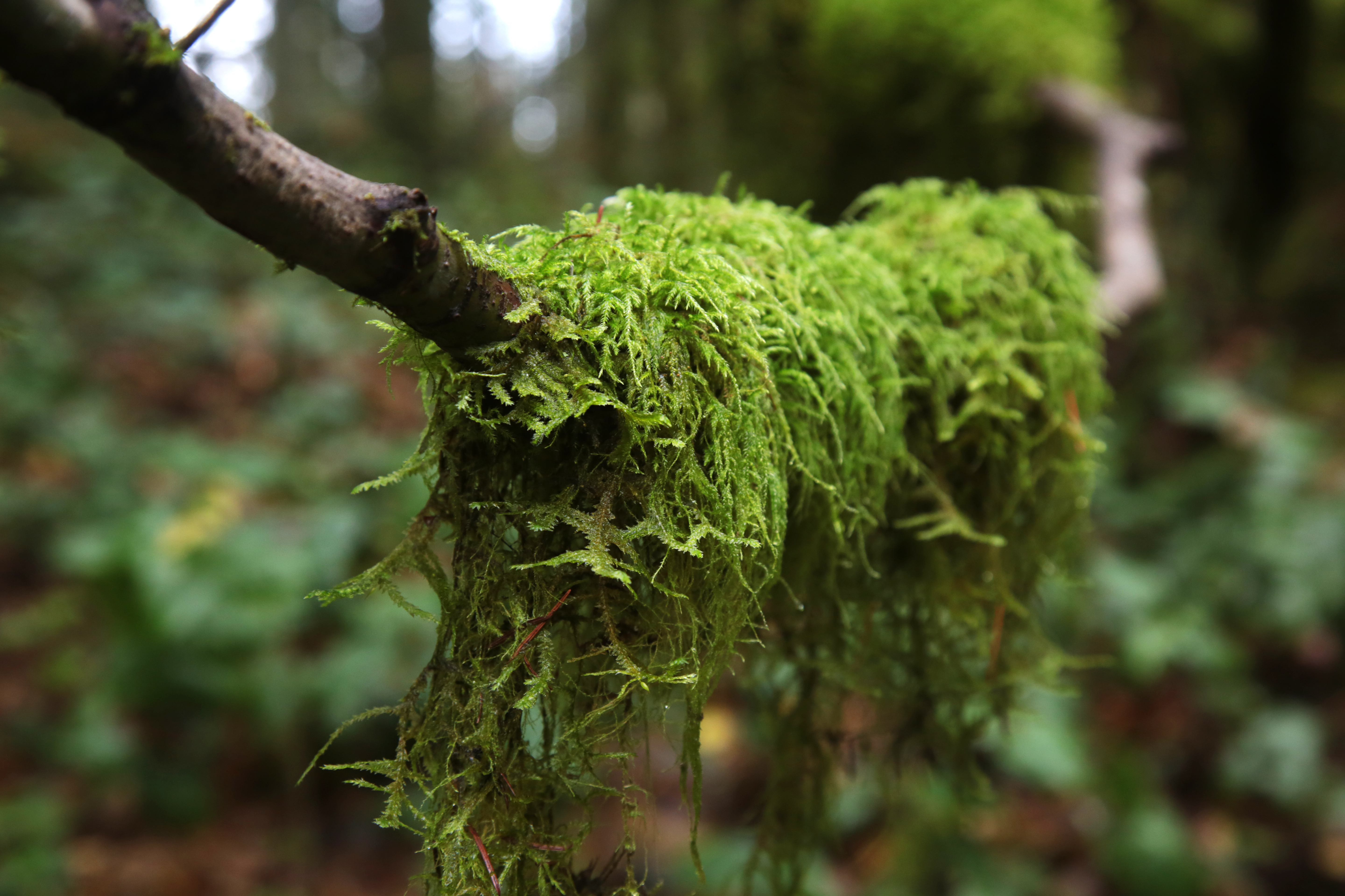 How moss makes better soil and helps combat climate change