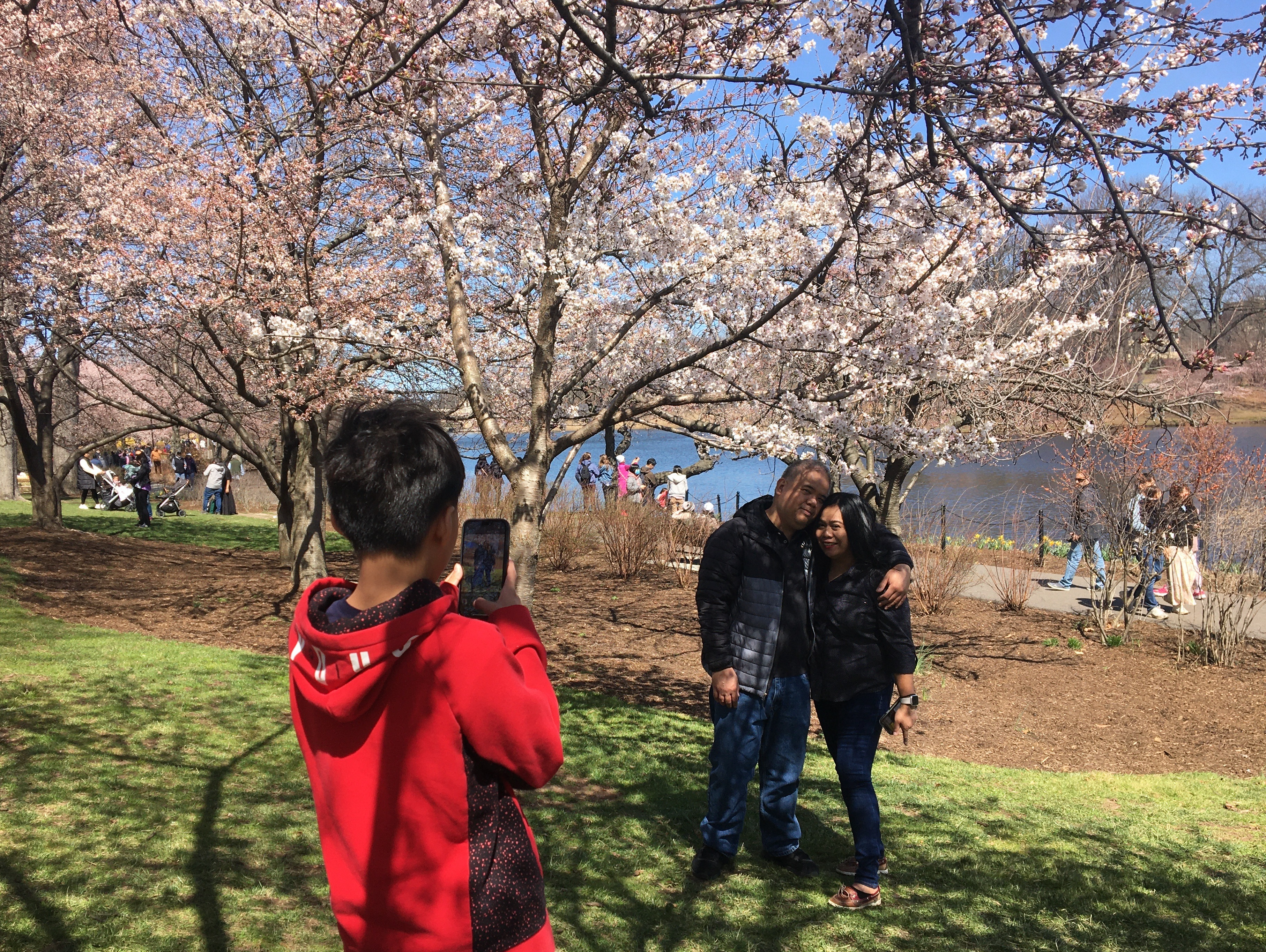 Cherry Blossom Festival, Branch Brook Park