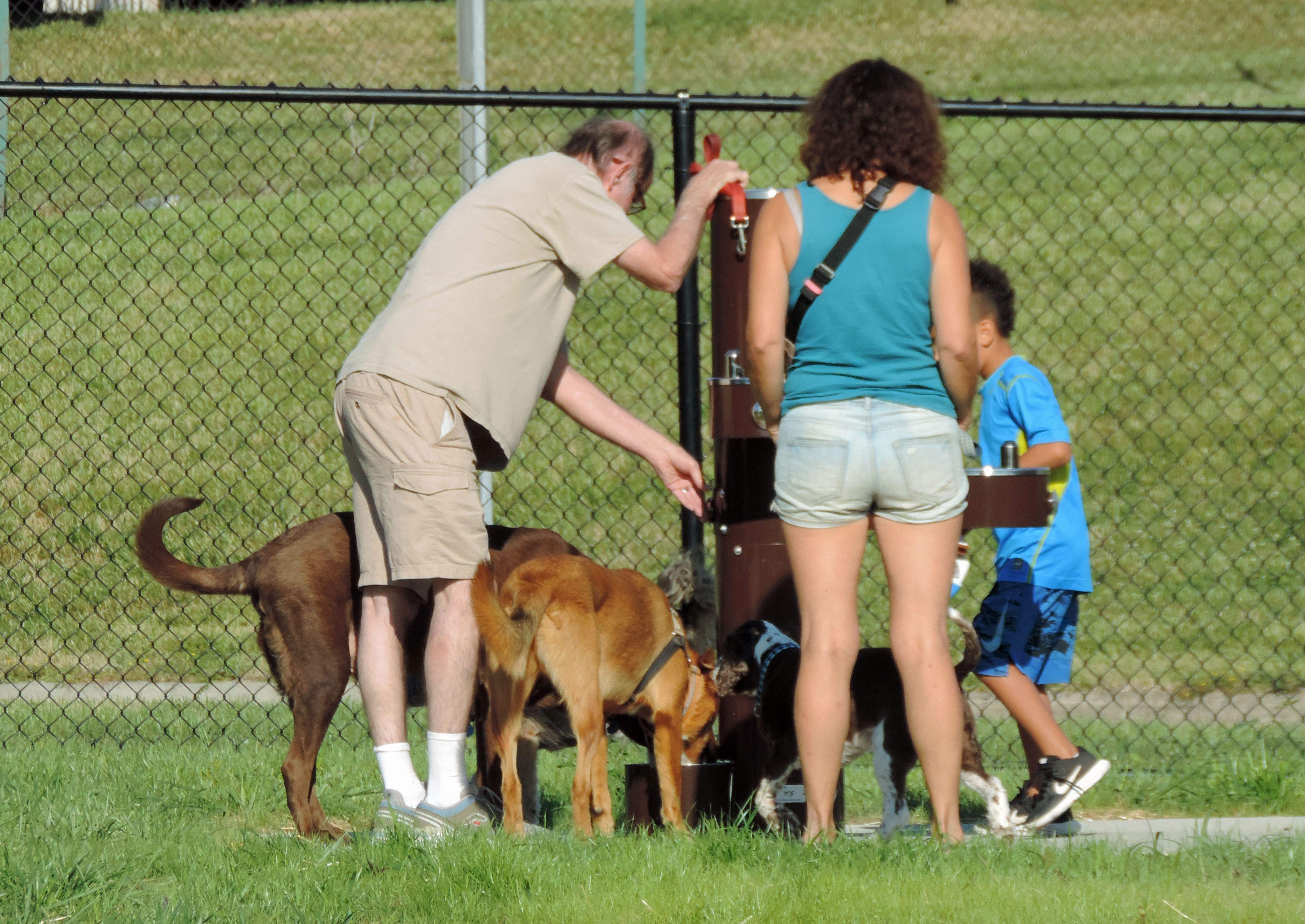 Bring your Dog to the Park this Summer