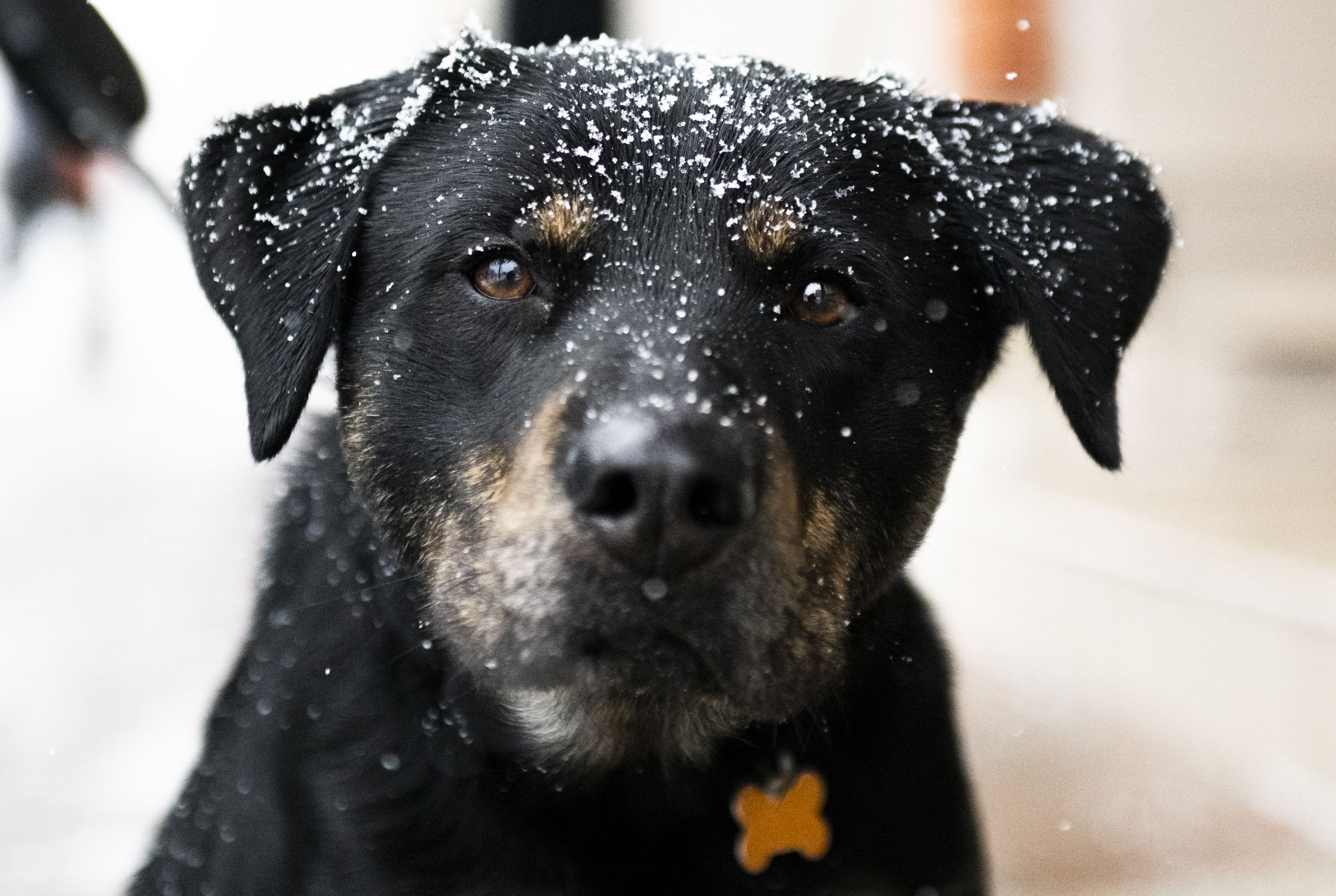 Is It Illegal To Leave Your Dog Outside In The Rain