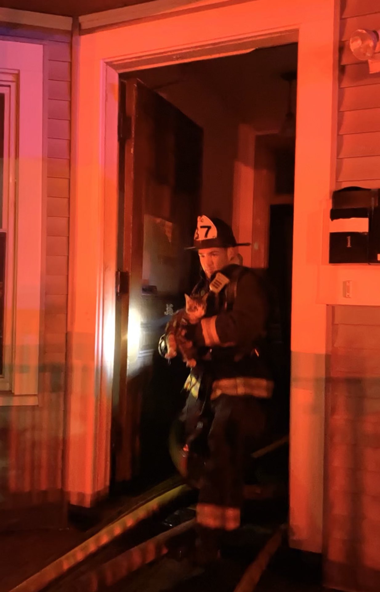 Firefighters rescue 3 cats in blaze that displaced 9 people - masslive.com