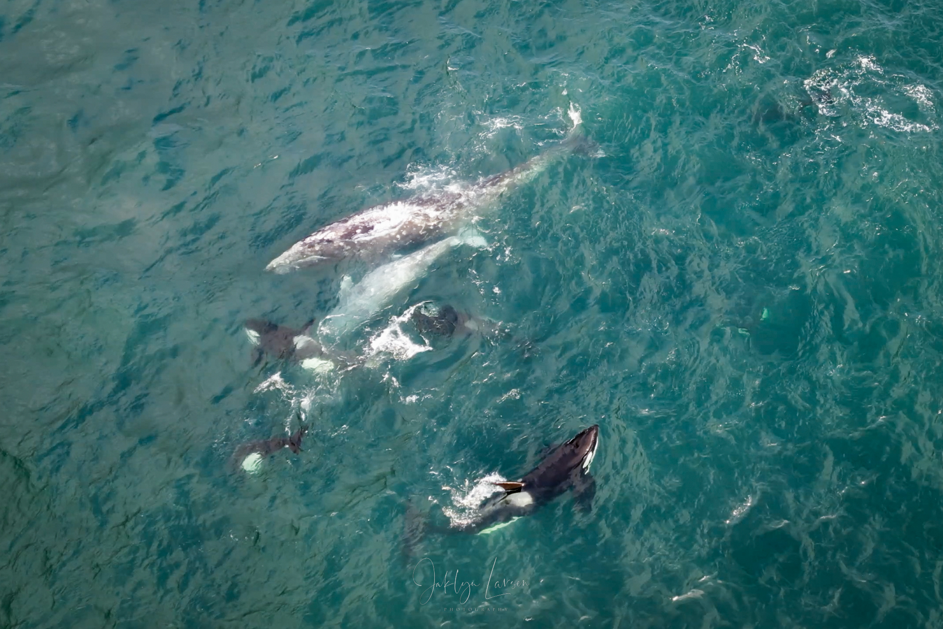 Pack Of Orcas Hunt Gray Whales Off Oregons Central Coast