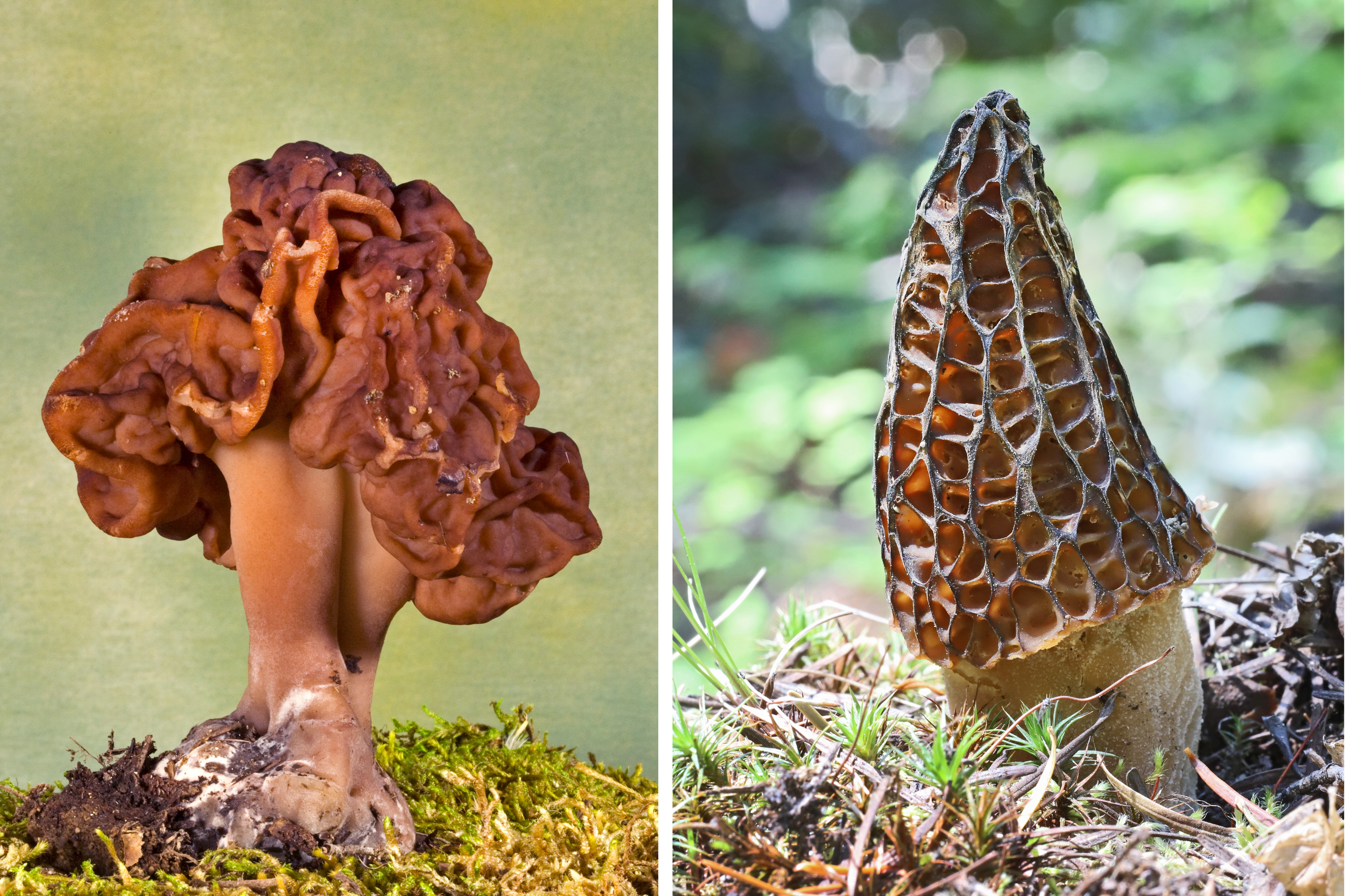 Lookalike of popular foraged mushroom could lead to fatal nerve