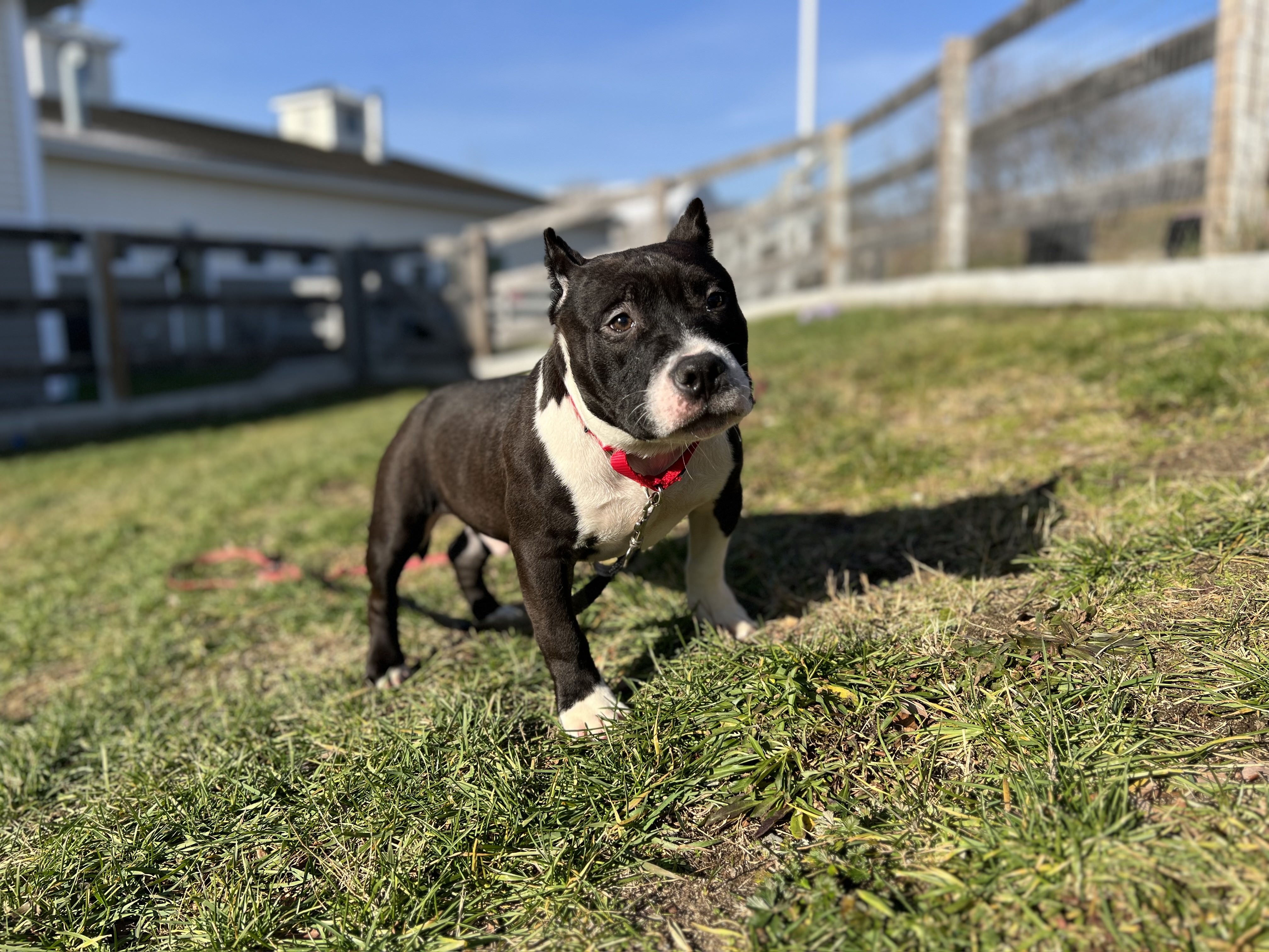 MSPCA shelters NEAS pushed to capacity after 16 Fitchburg puppies