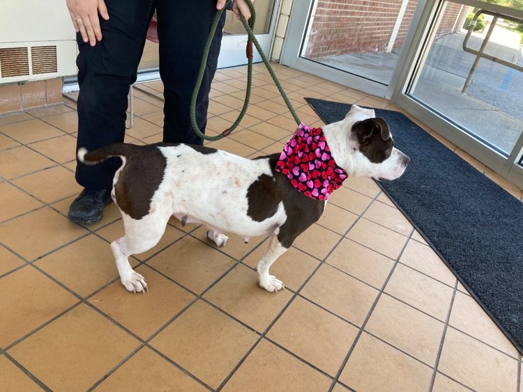 Michigan dog who chewed off own leg garners public support, donations(02)