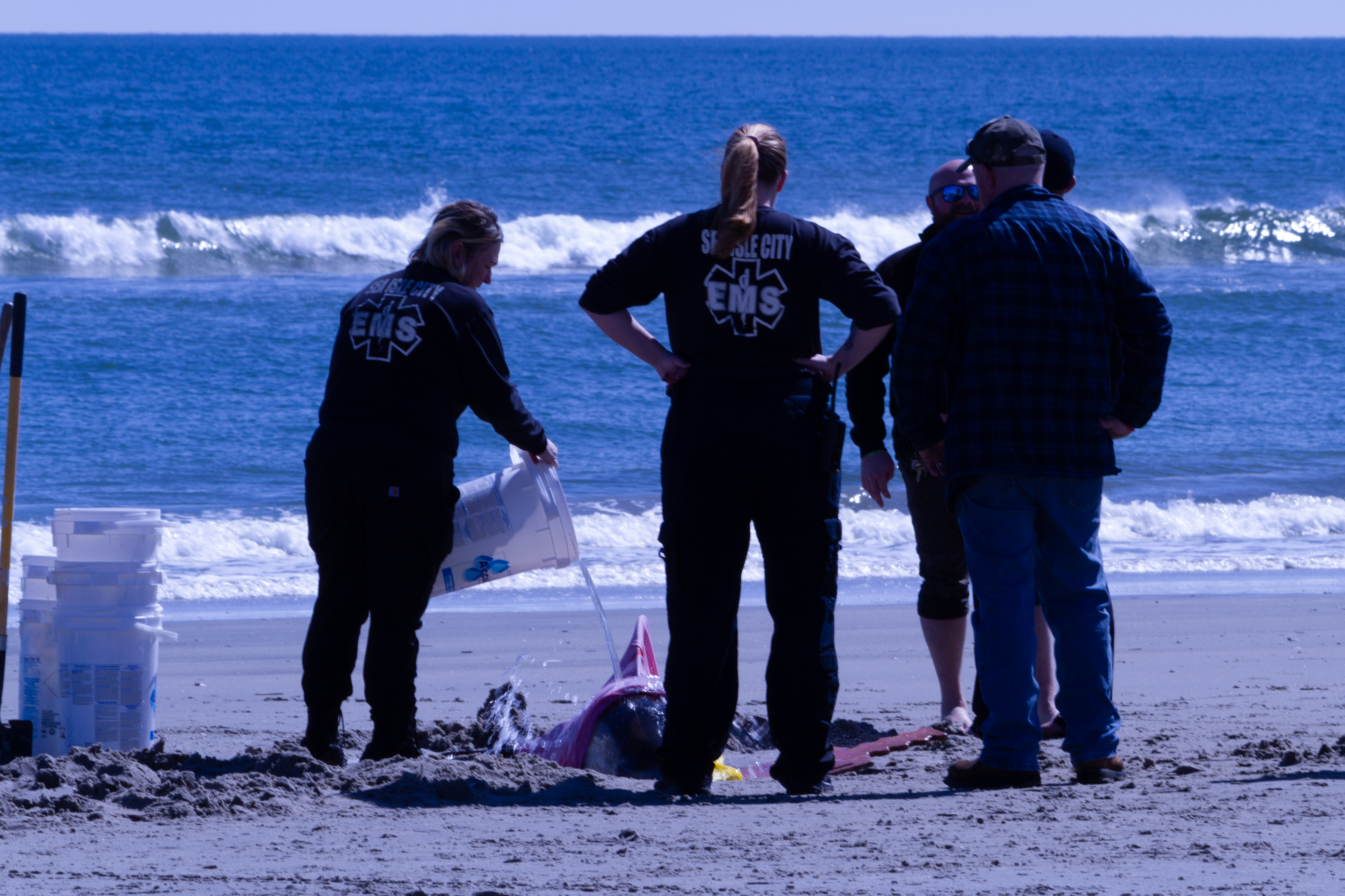 NJ dolphins beached: 8 dolphins dead after mass stranding event in