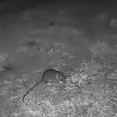 Rat infestation in North Brunswick: Couple's backyard nightmare