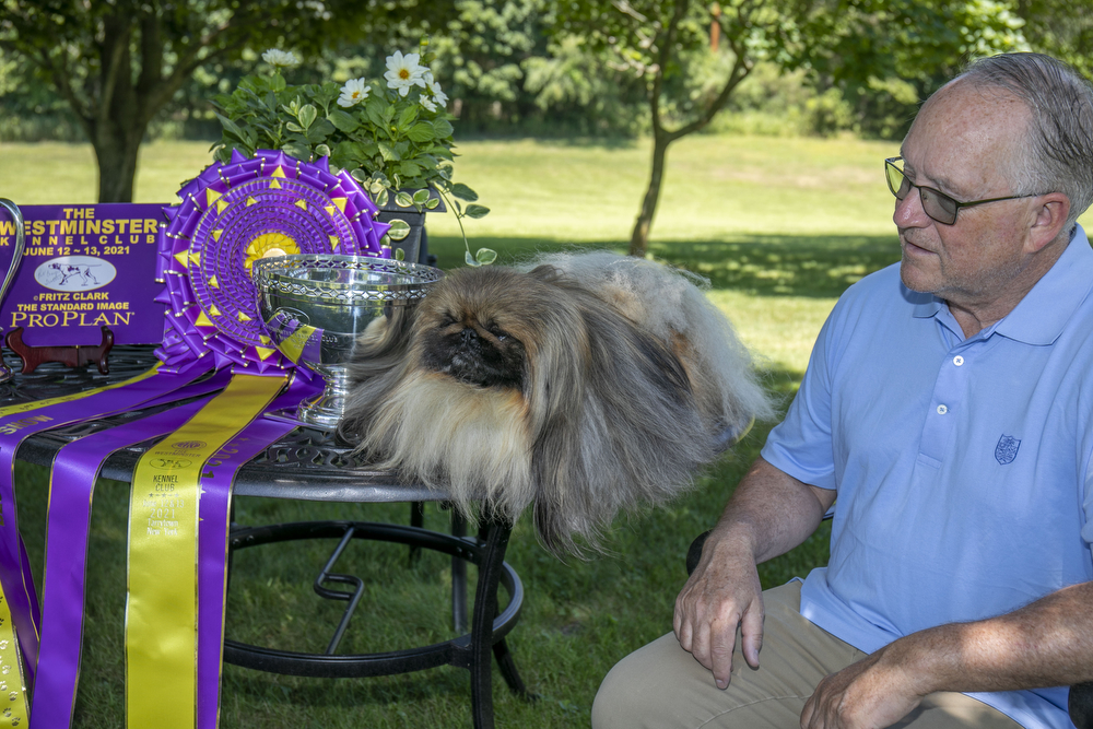 Wasabi won Best in Show at the 2021 Westminster Kennel Club Dog