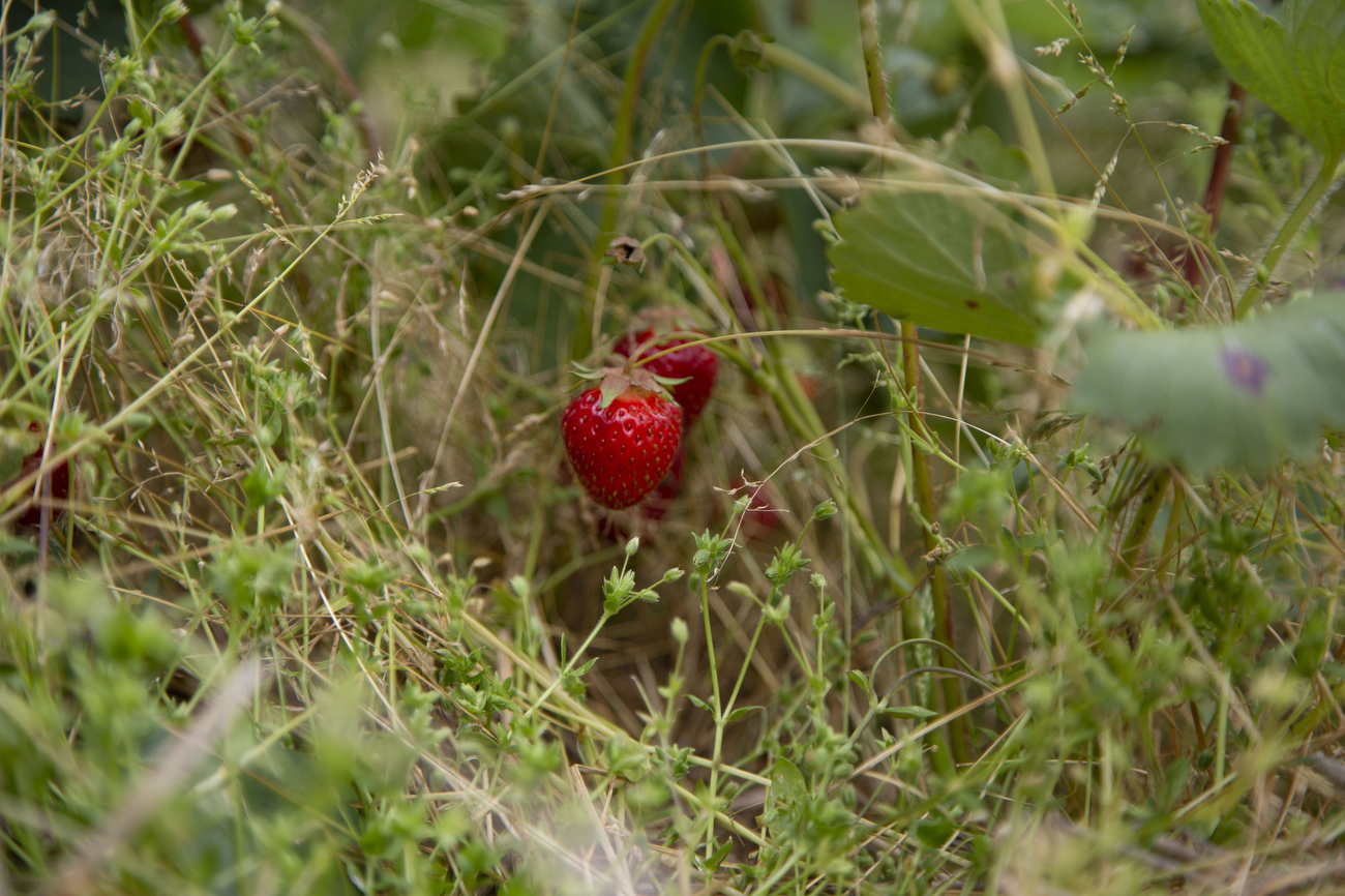 Honeybee UPick Strawberry Farm