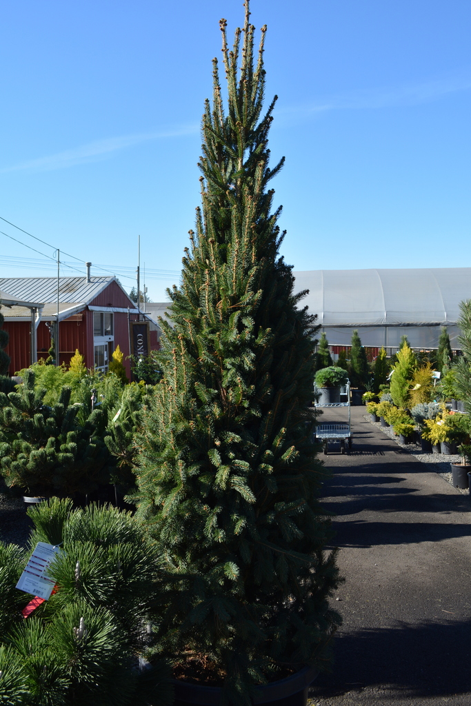 2020 Christmas trees in Oregon