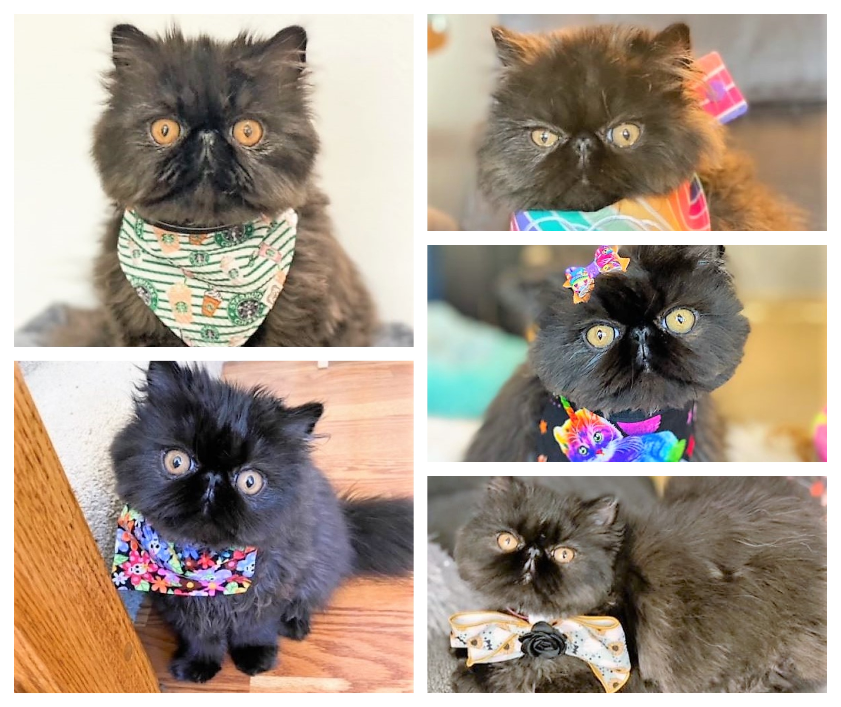 Here's our final group of cute felines competing to be Northeast Ohio's  Cutest Cat: Paws - Zeus 