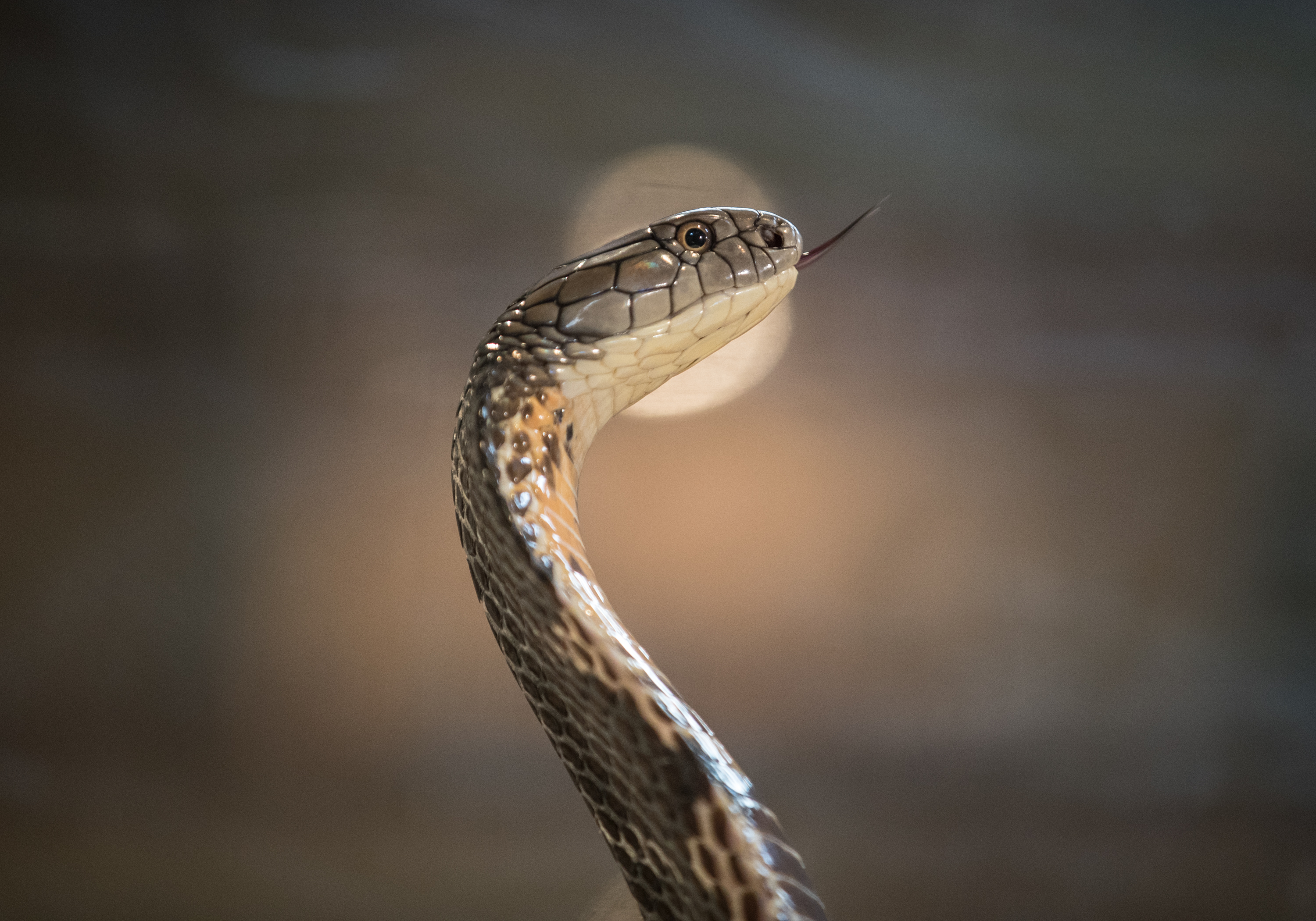 What happened to the Grand Prairie cobra? Curious Texas investigates