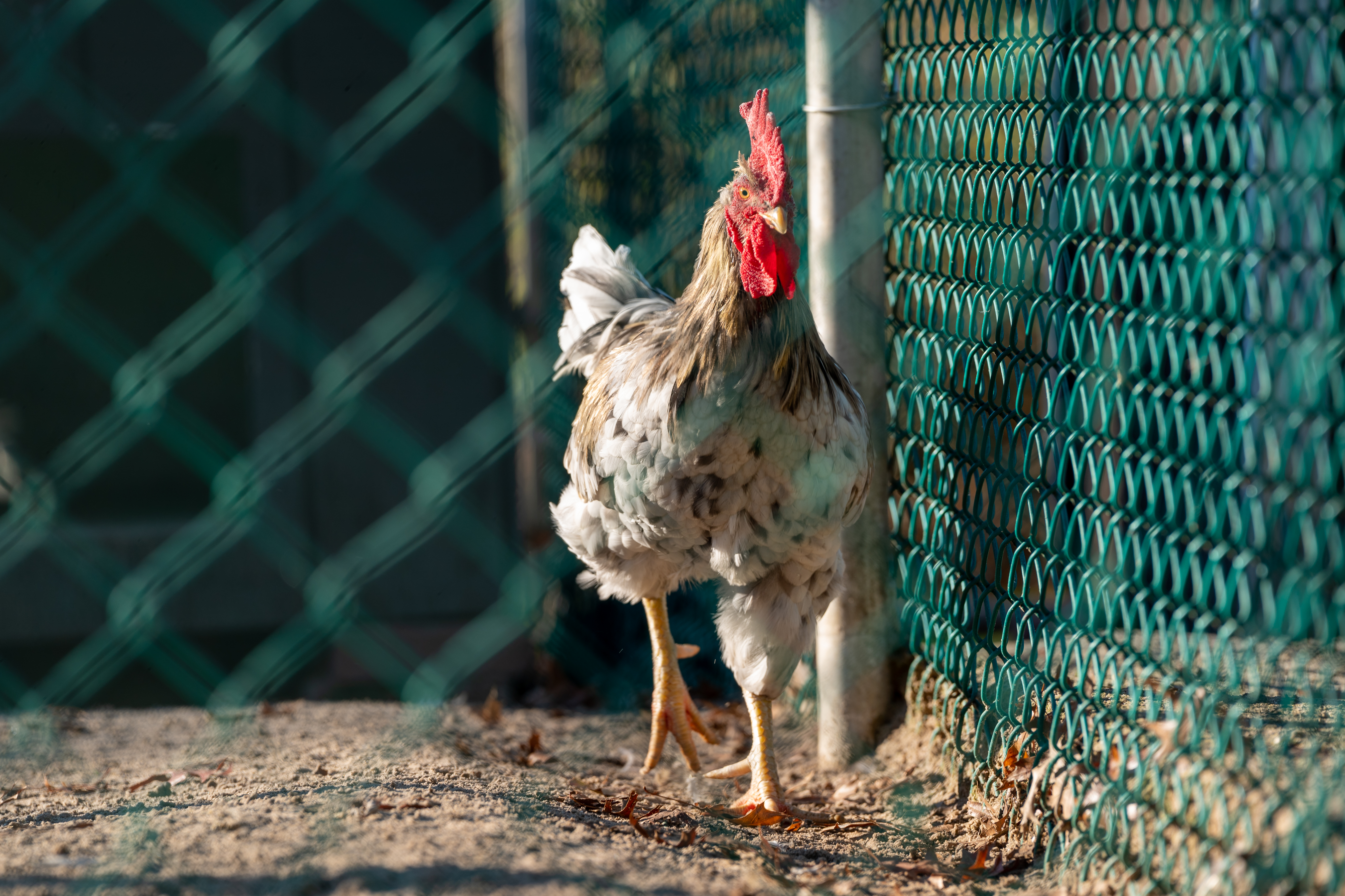 阿拉巴马州一家养鸡场因发现高度传染性禽流感而被隔离，导致 48,000 只鸡死亡