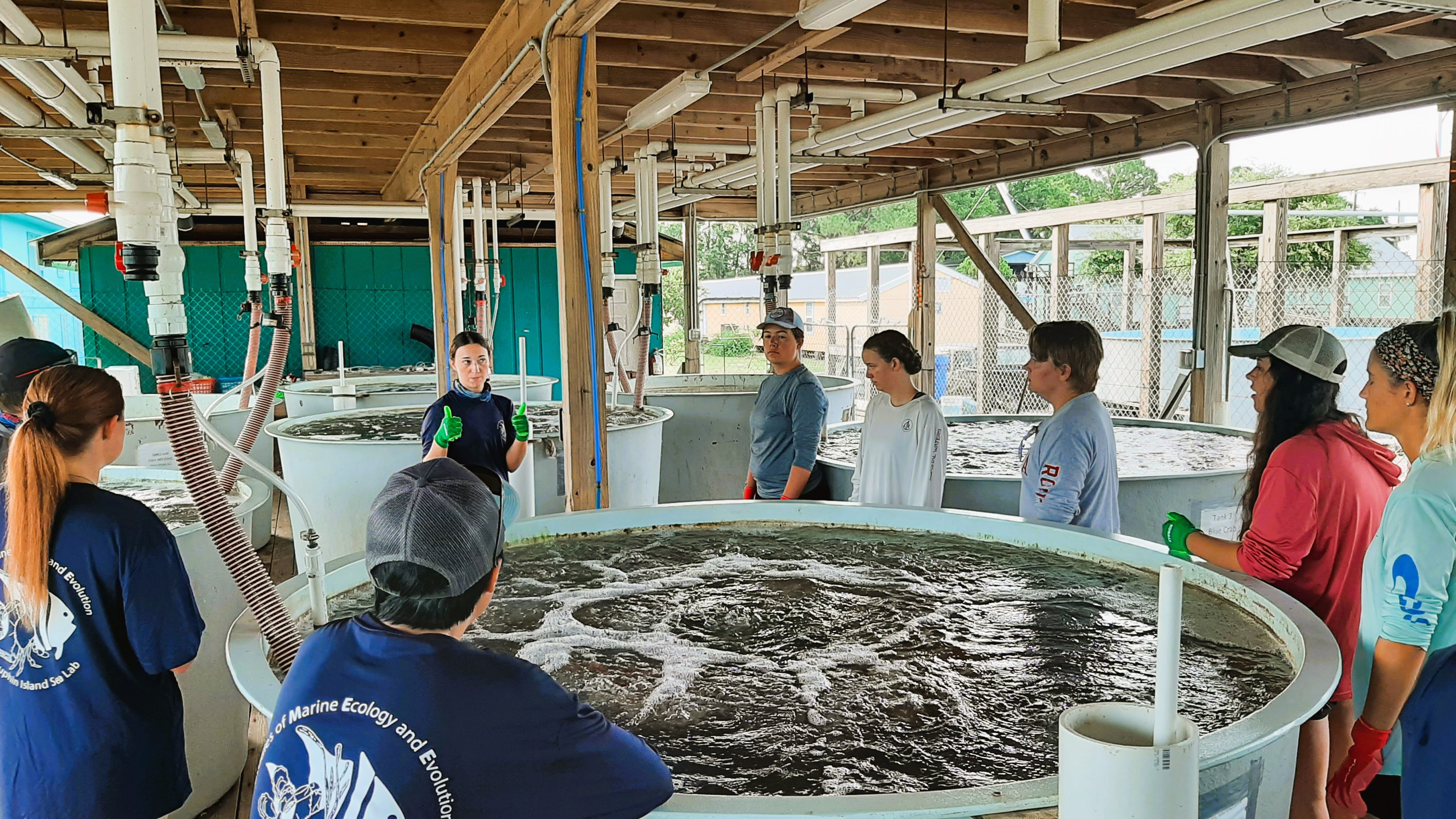 Oyster research at Lightning Point - al.com