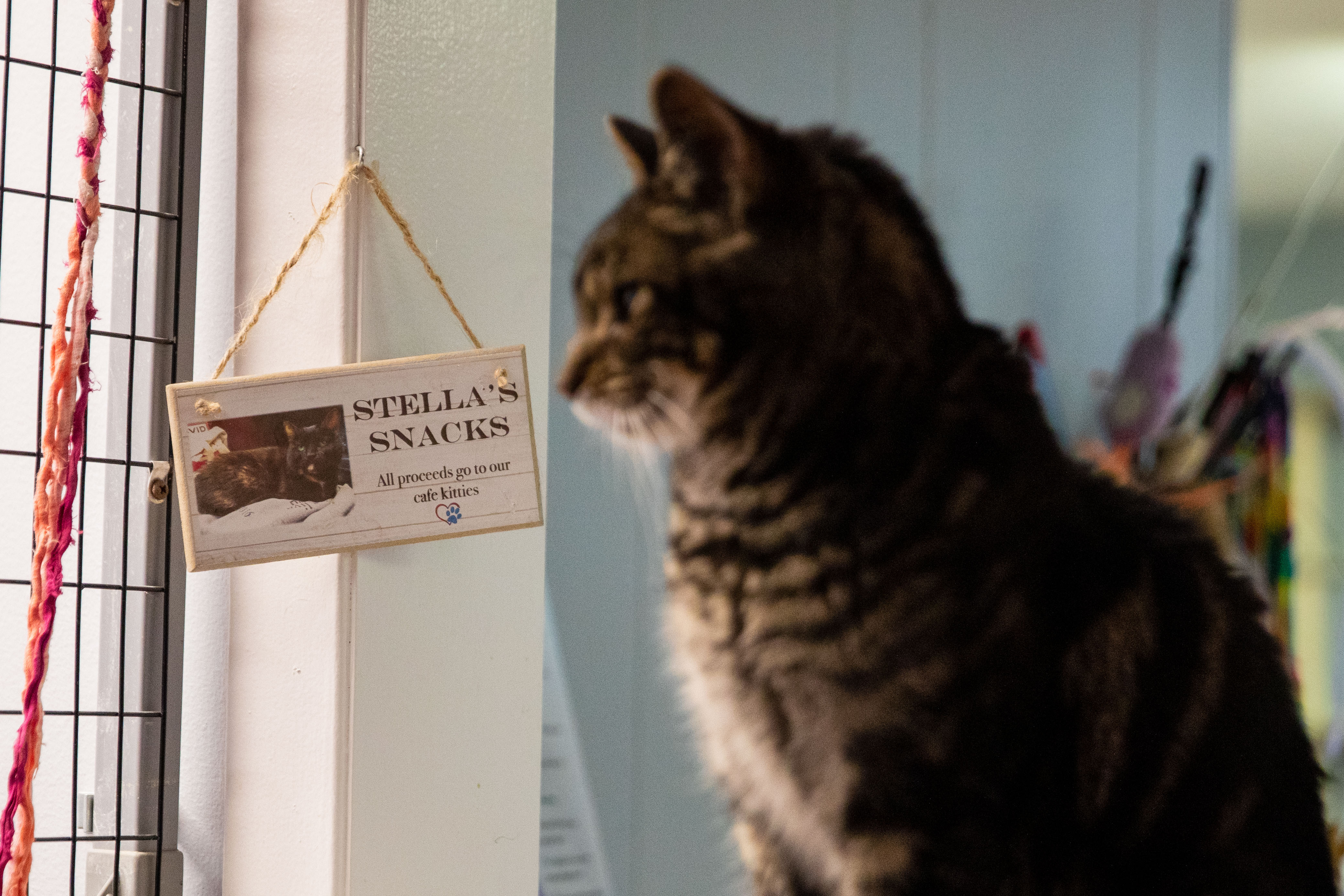 Kalamazoo cat cafe close to reaching 1000 successful adoptions